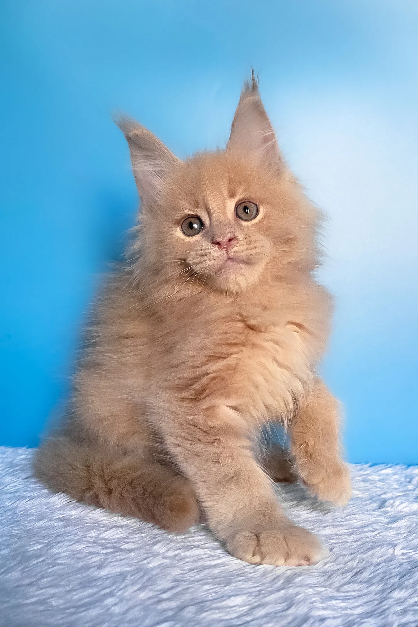 Faraon | Maine Coon Kitten - Image 2