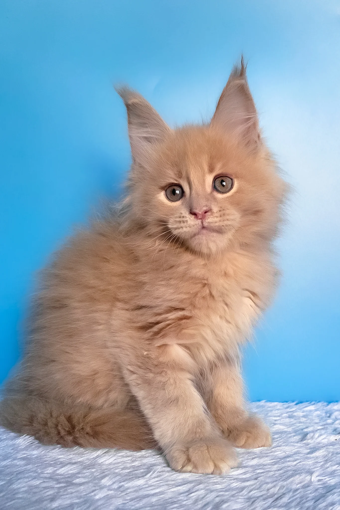 Faraon | Maine Coon Kitten - Image 3