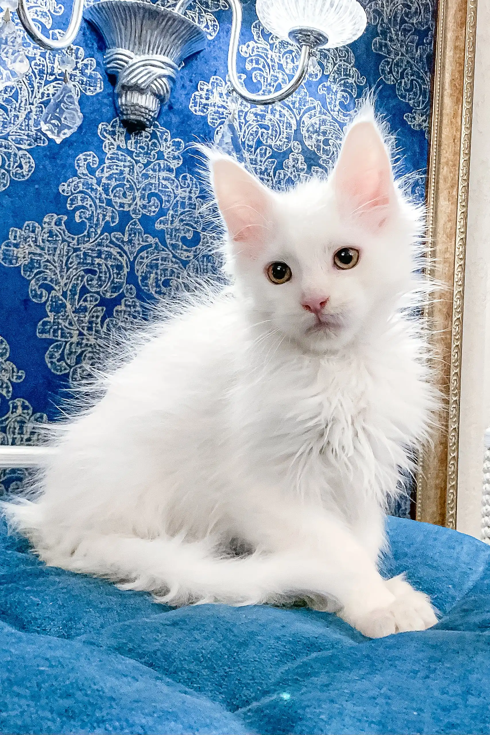 Fargo | Maine Coon Kitten - Image 3