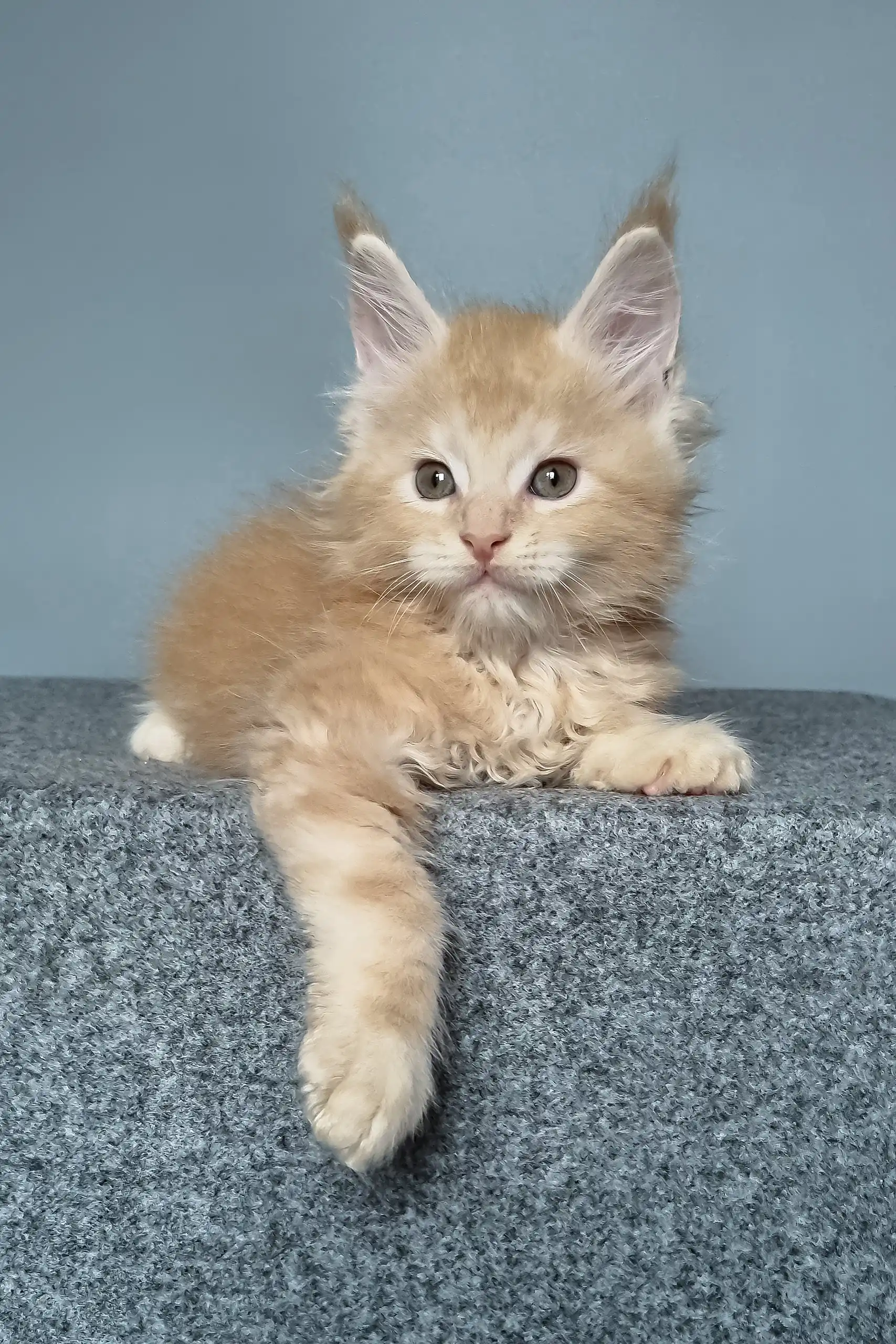 Faust | Maine Coon Kitten - Image 4
