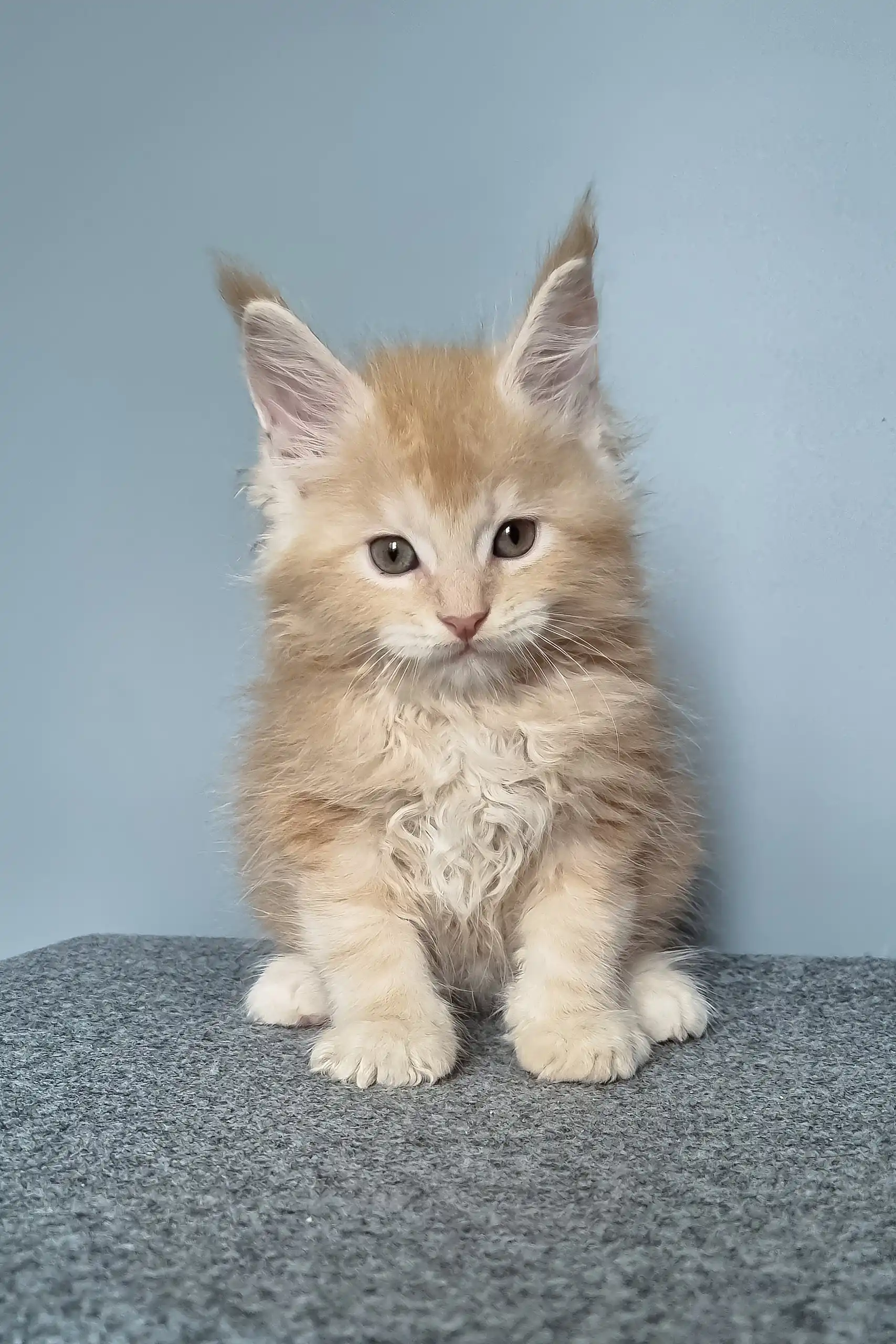 Faust | Maine Coon Kitten - Image 8
