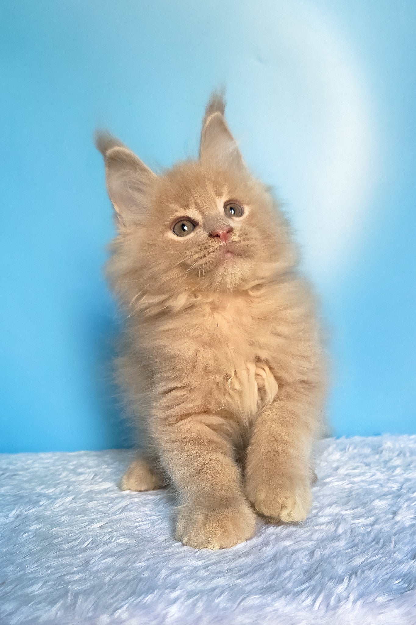 Faust | Maine Coon Kitten - Image 11