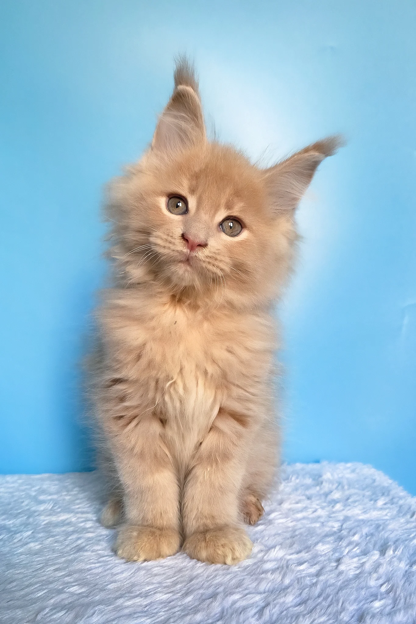 Faust | Maine Coon Kitten - Image 3