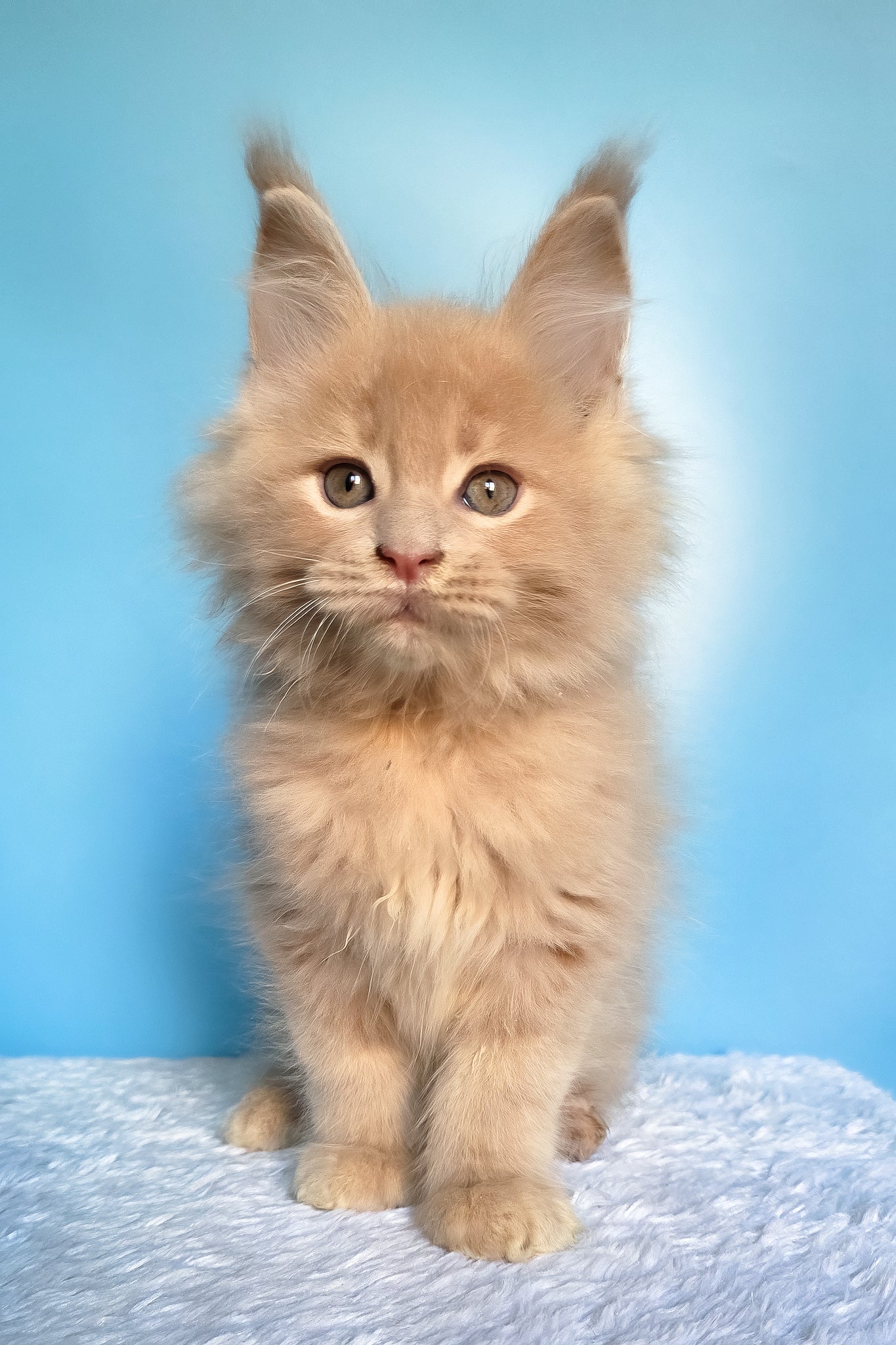Faust | Maine Coon Kitten - Image 4