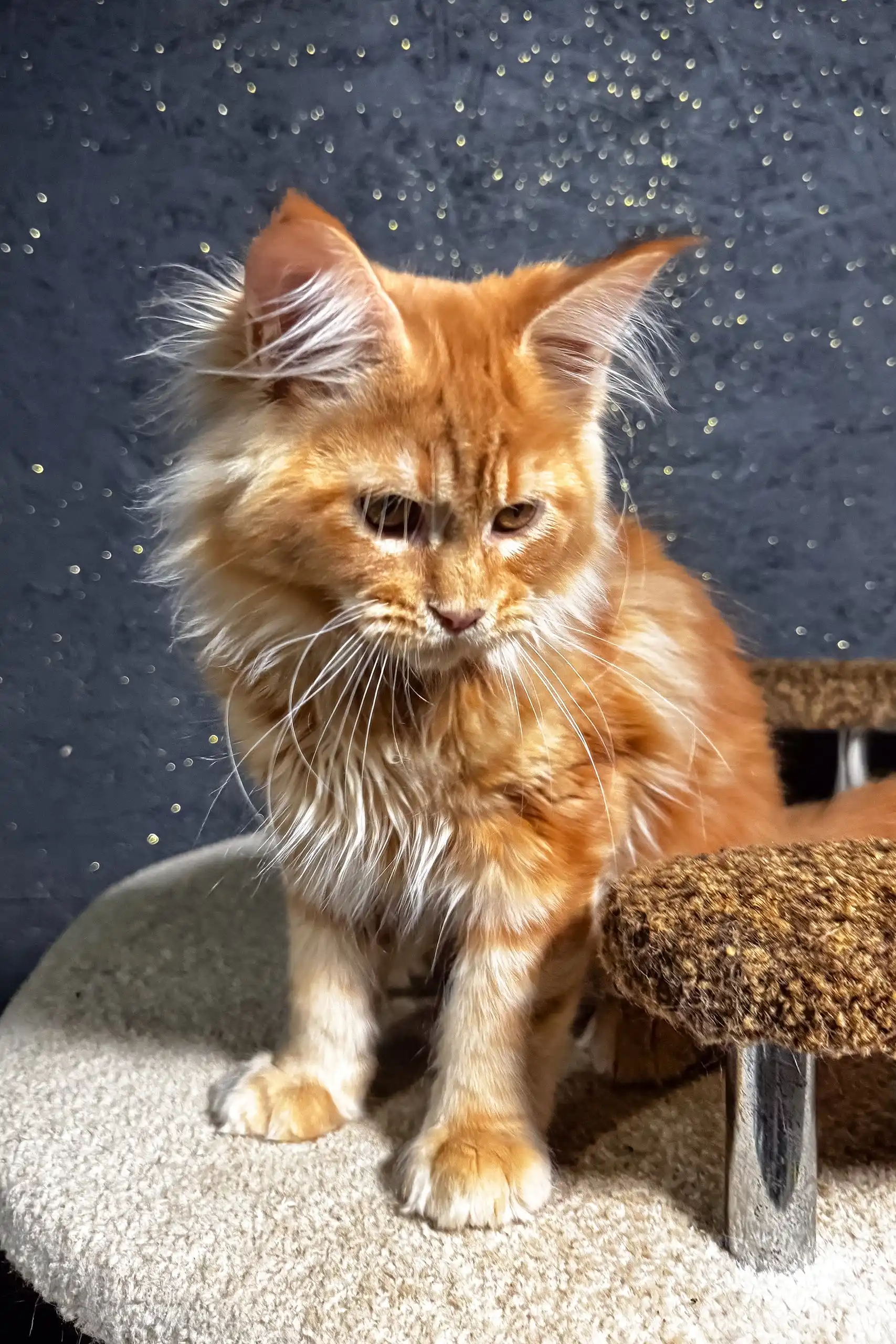 Felix | Maine Coon Kitten - Image 5
