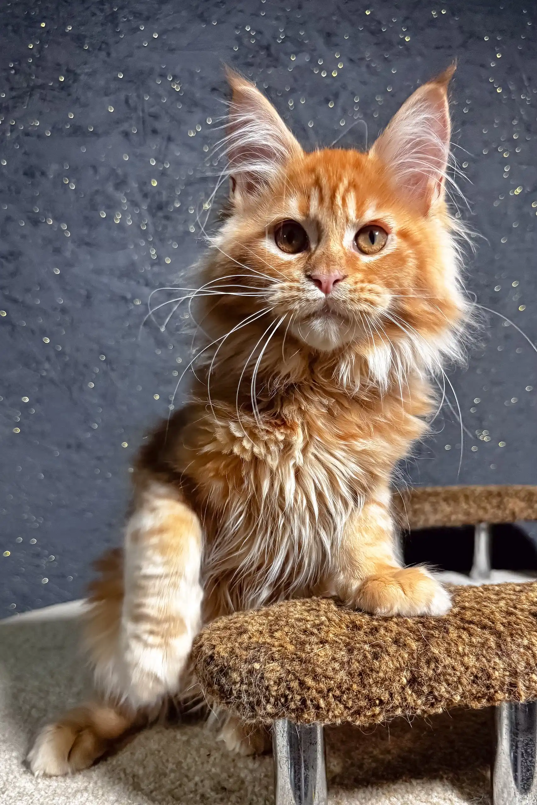 Felix | Maine Coon Kitten - Image 9