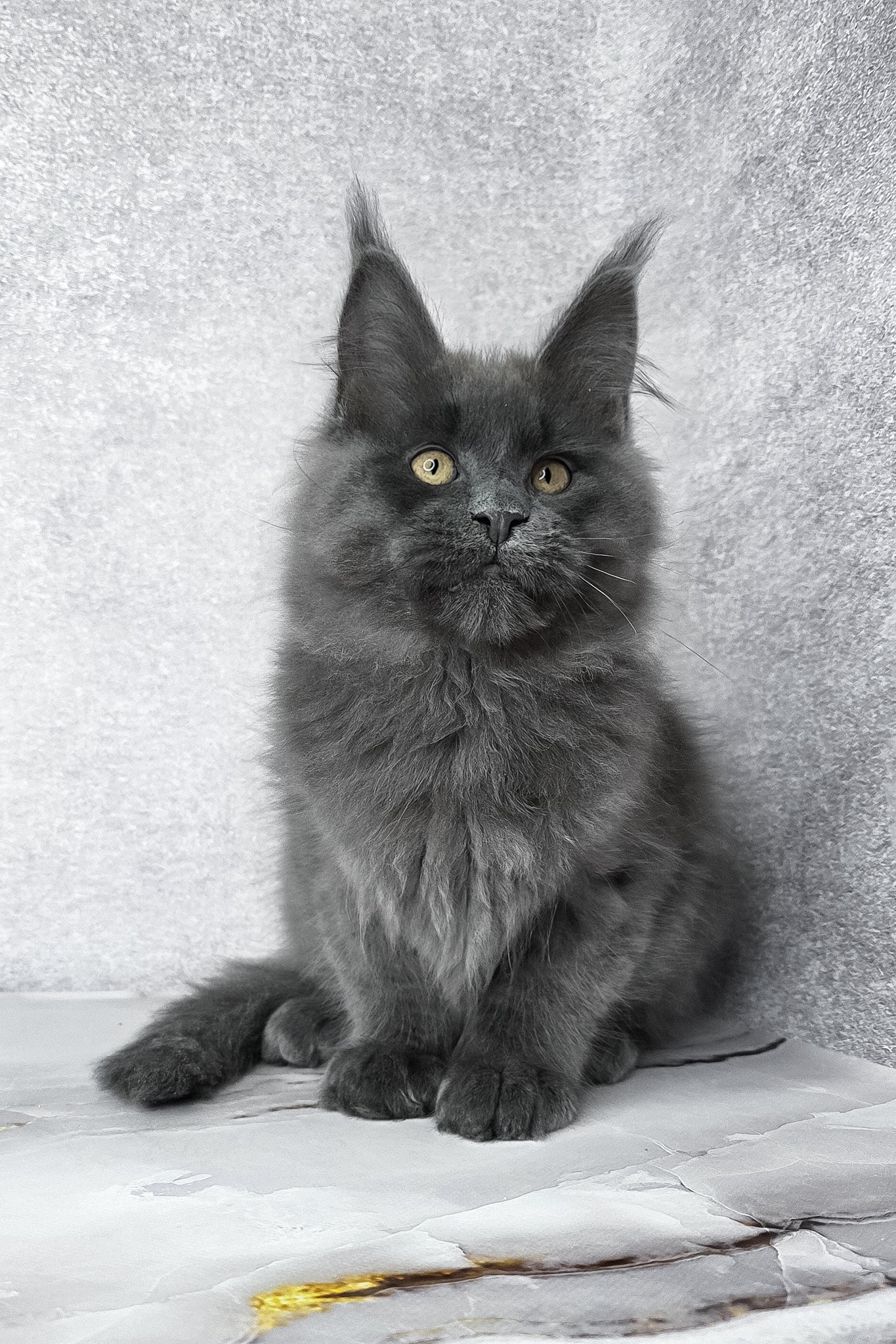 Felix | Maine Coon Kitten - Image 16