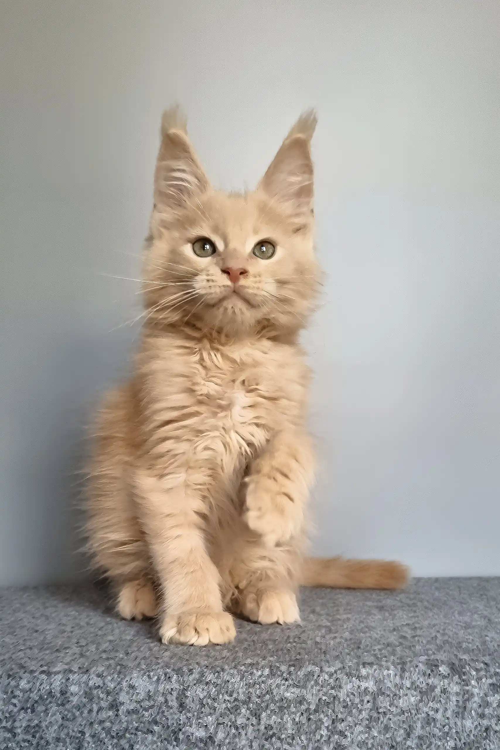 Fidel | Maine Coon Kitten - Image 8