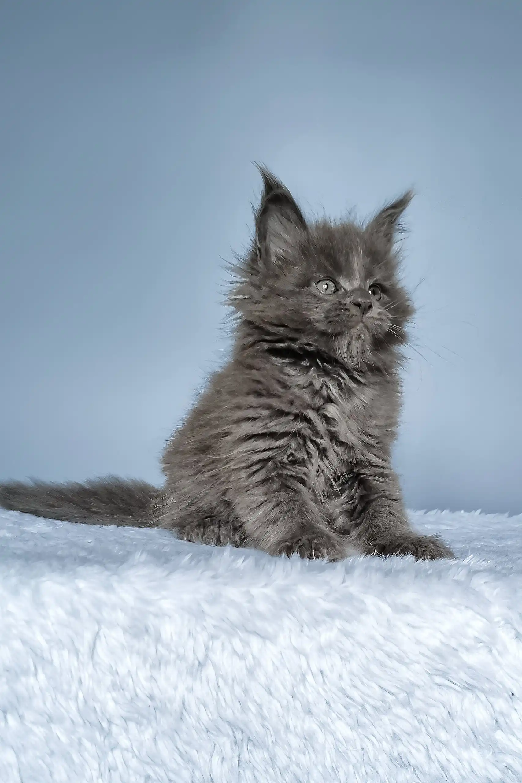 Filip | Maine Coon Kitten - Image 4