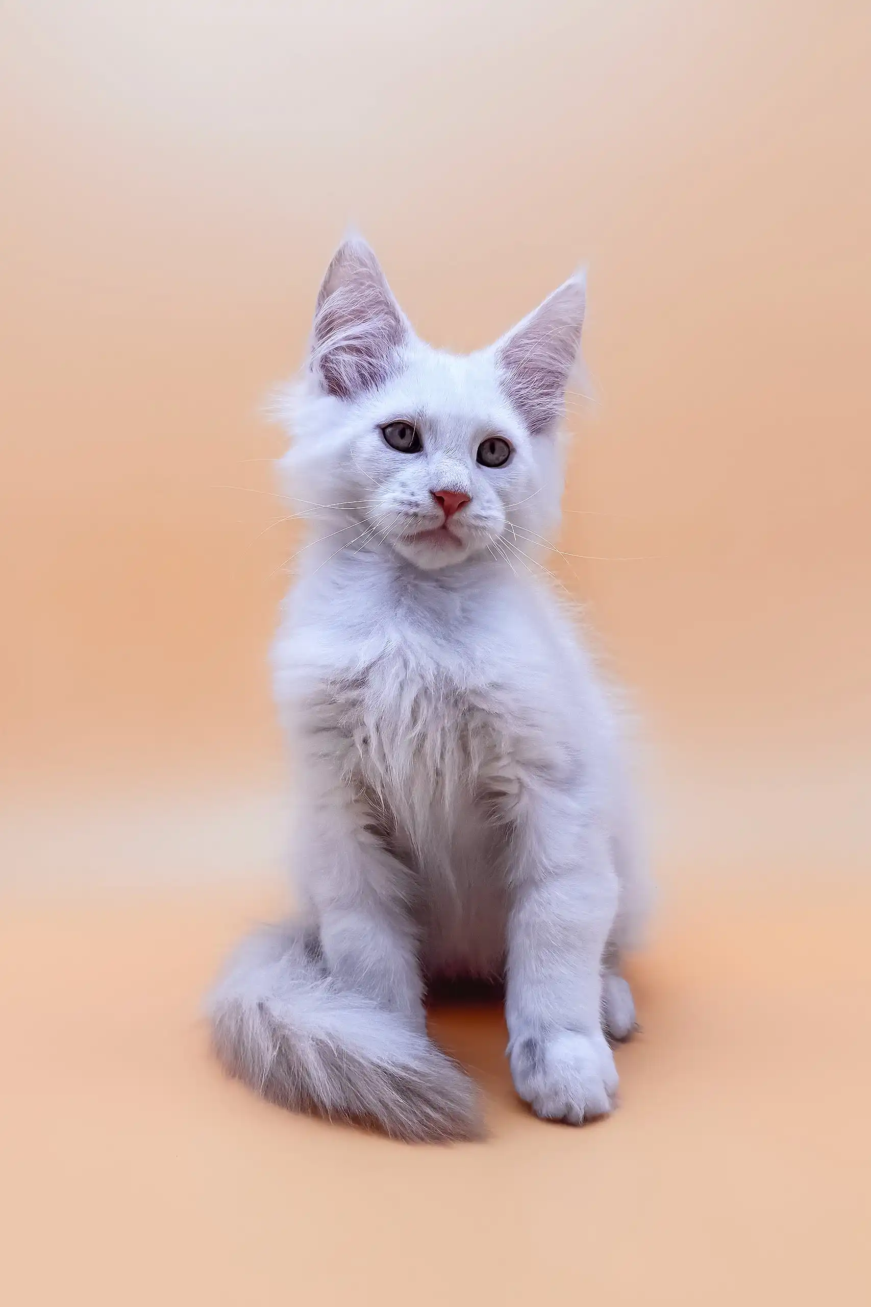 Finik | Maine Coon Kitten - Image 4