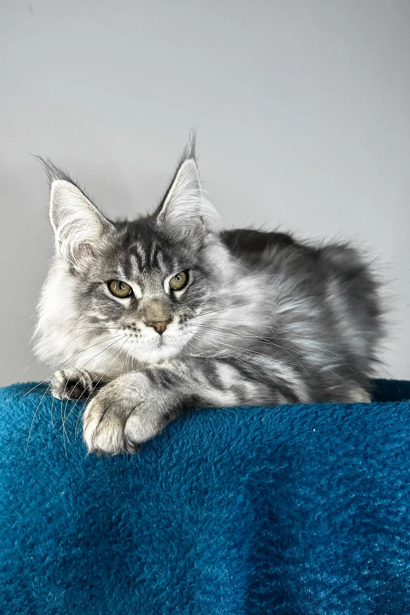 Flash | Maine Coon Kitten - Image 4