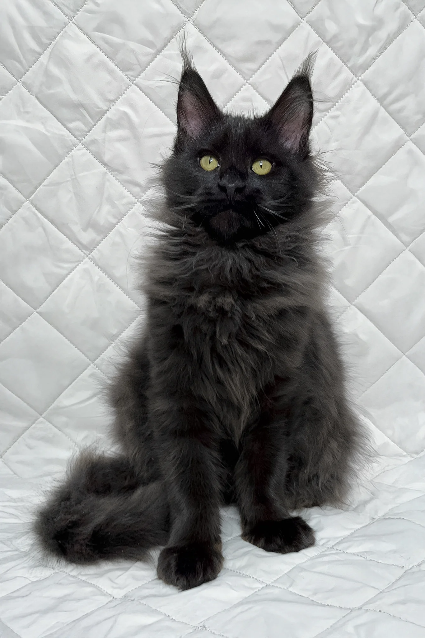 Flash | Maine Coon Kitten - Image 3
