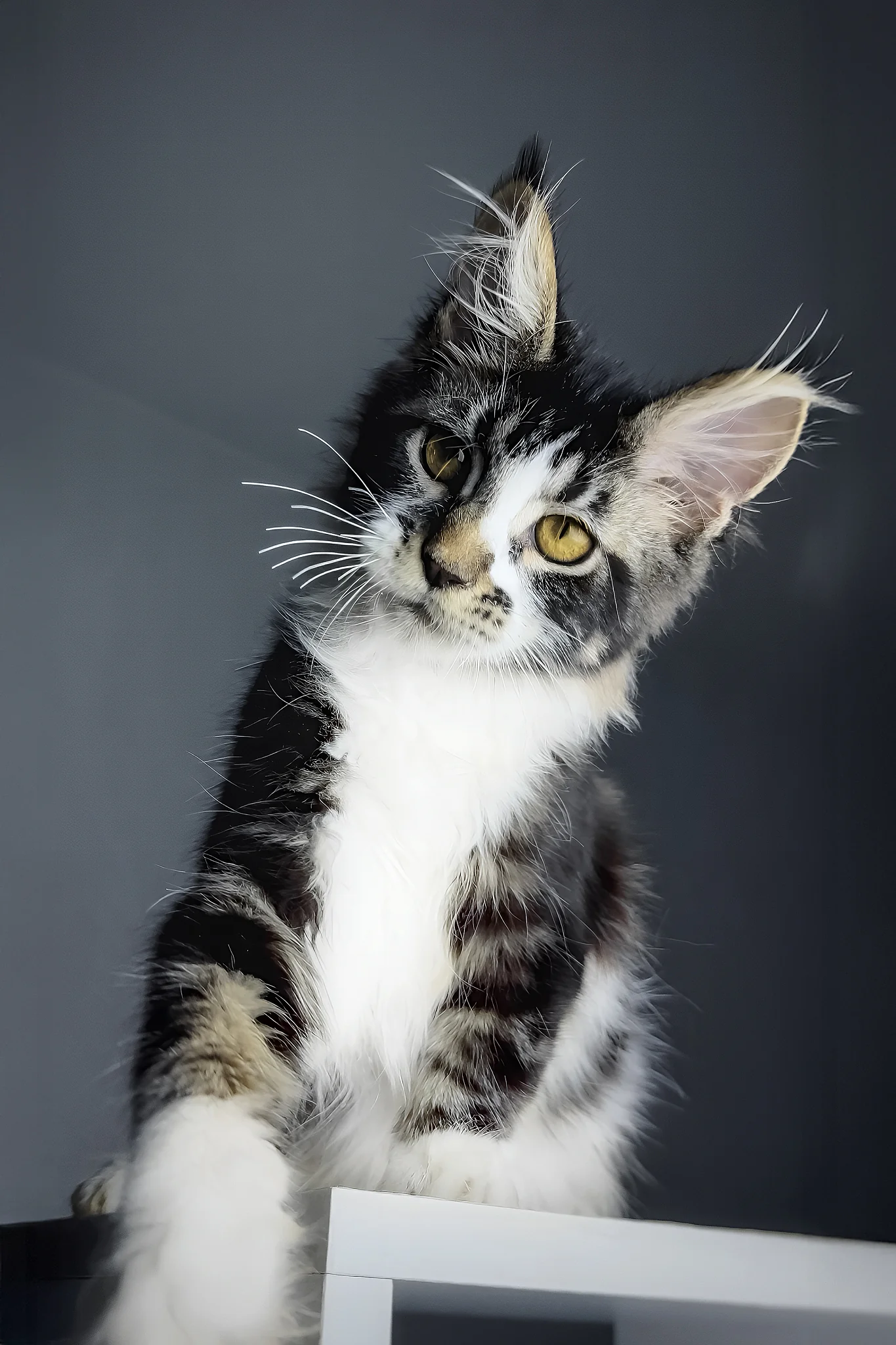 Floki | Maine Coon Kitten - Image 4