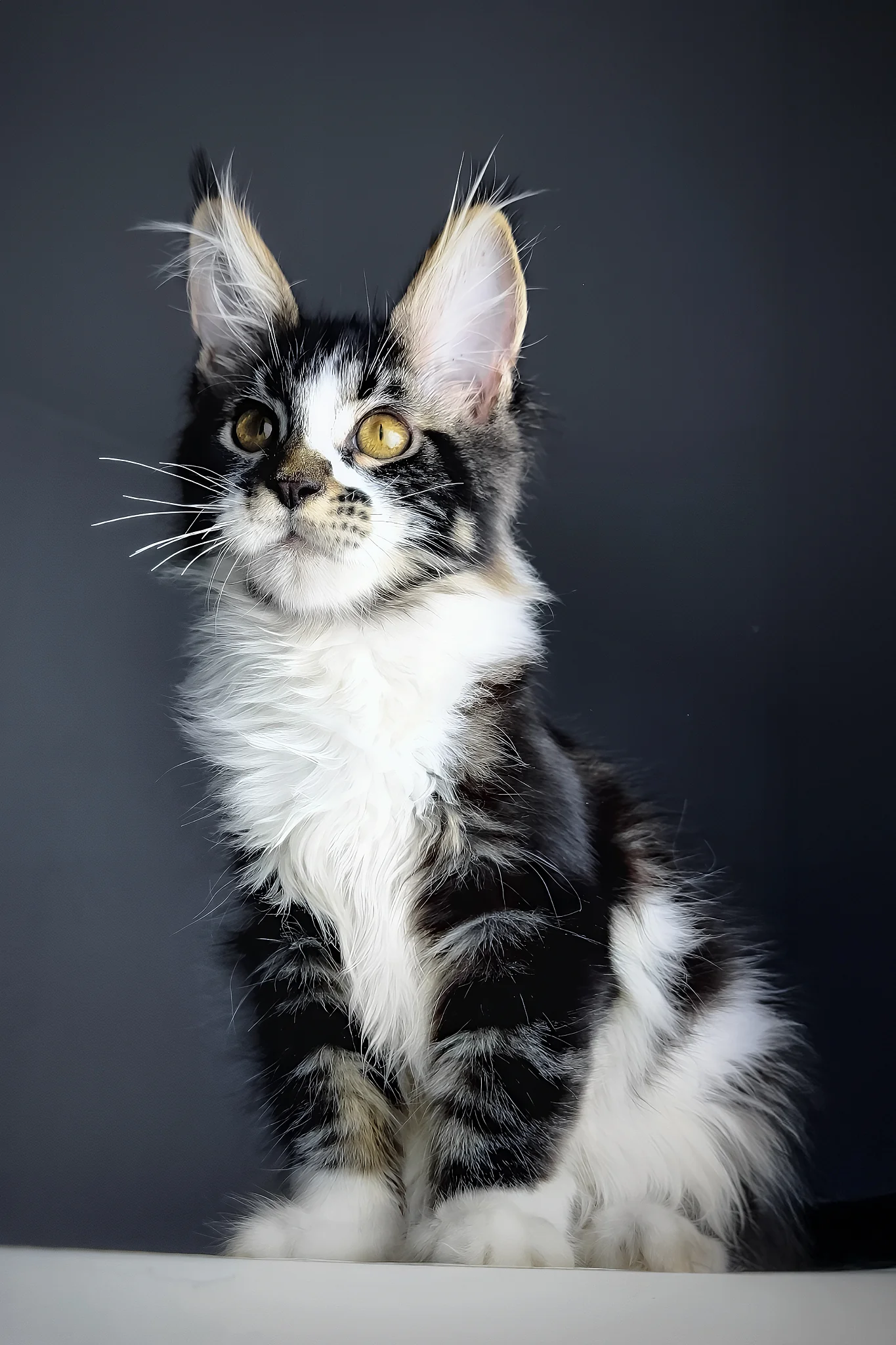 Floki | Maine Coon Kitten - Image 6