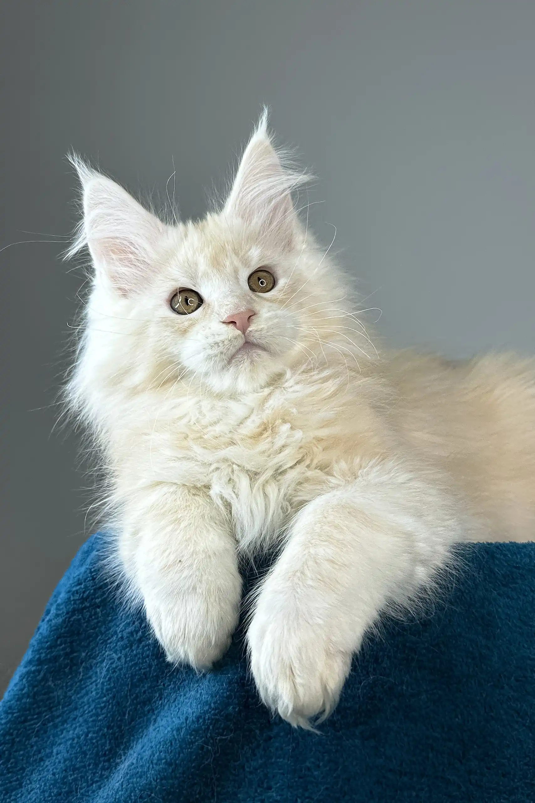 Florian | Maine Coon Kitten - Image 2