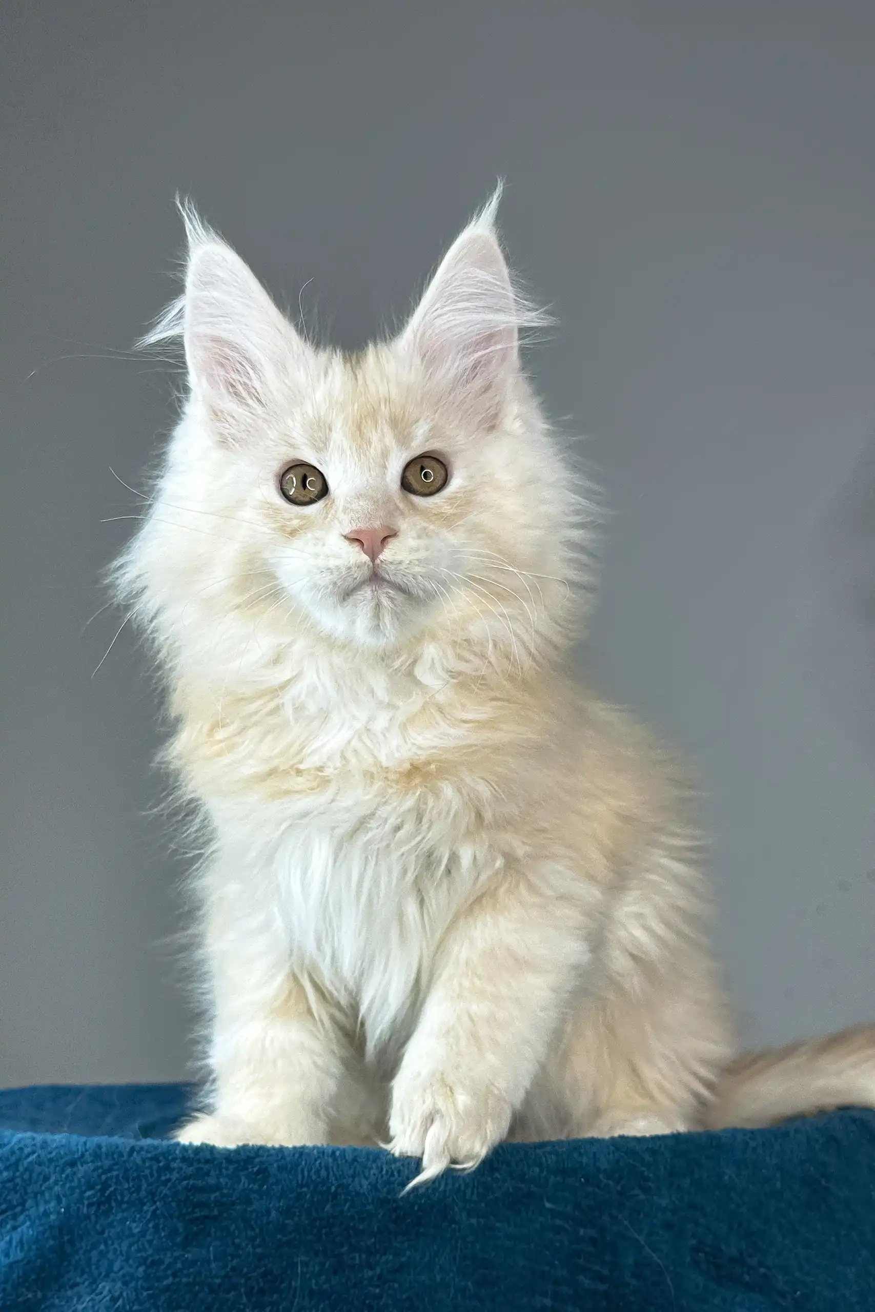 Florian | Maine Coon Kitten - Image 4