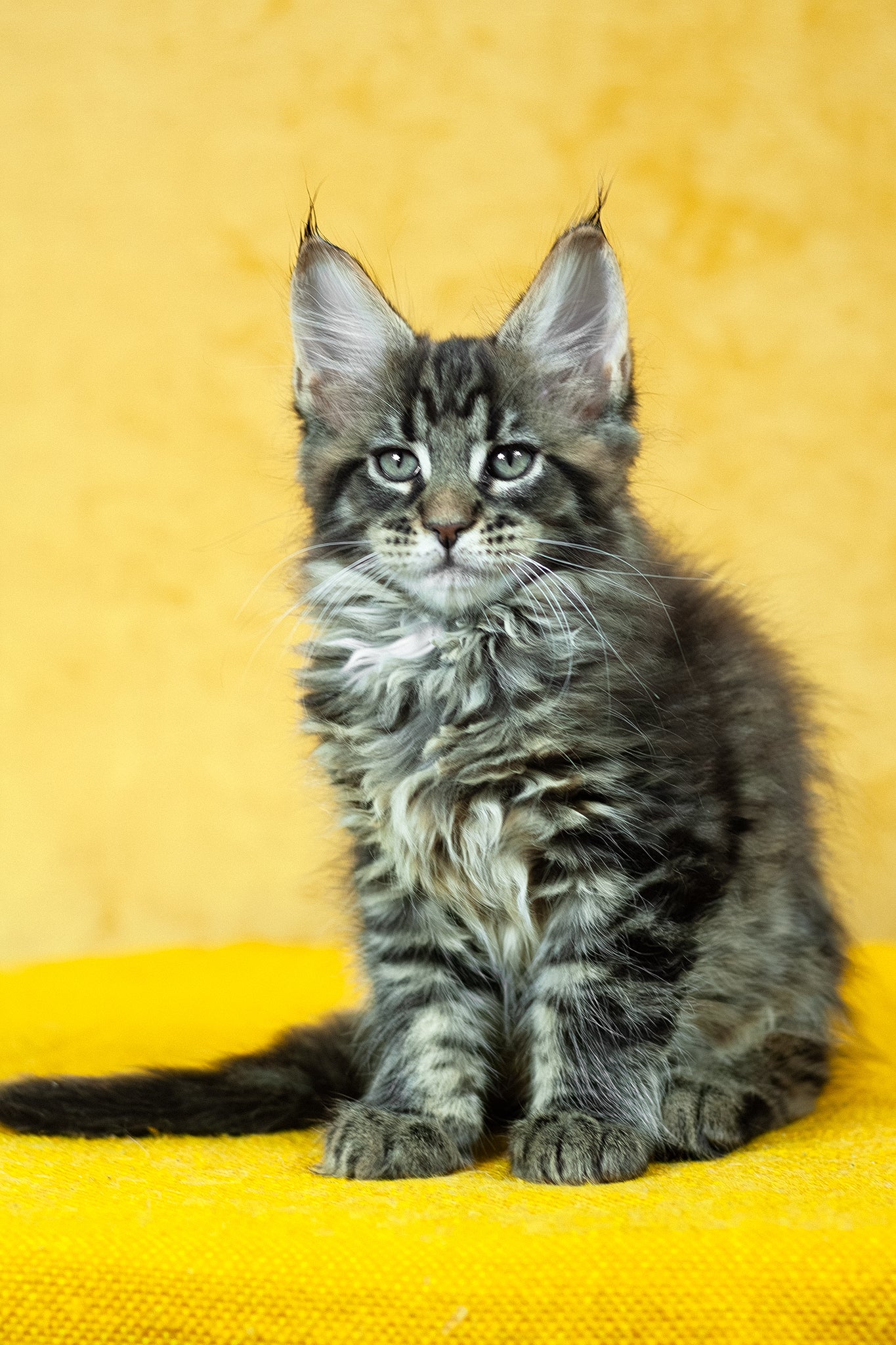 Forest | Maine Coon Kitten - Image 5