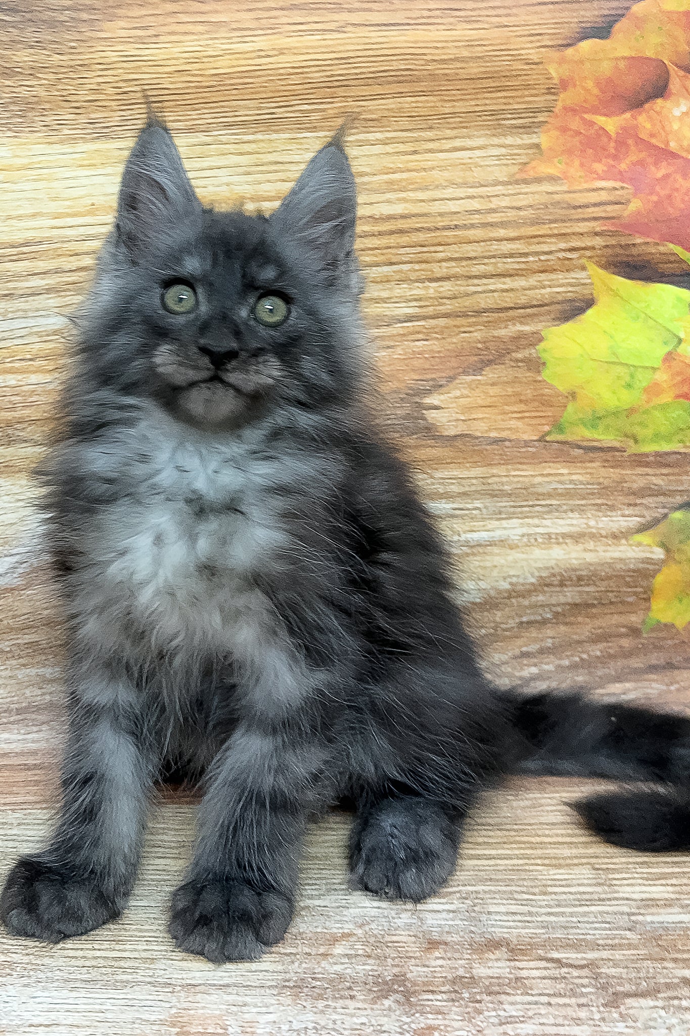 Fostin | Maine Coon Kitten - Image 3