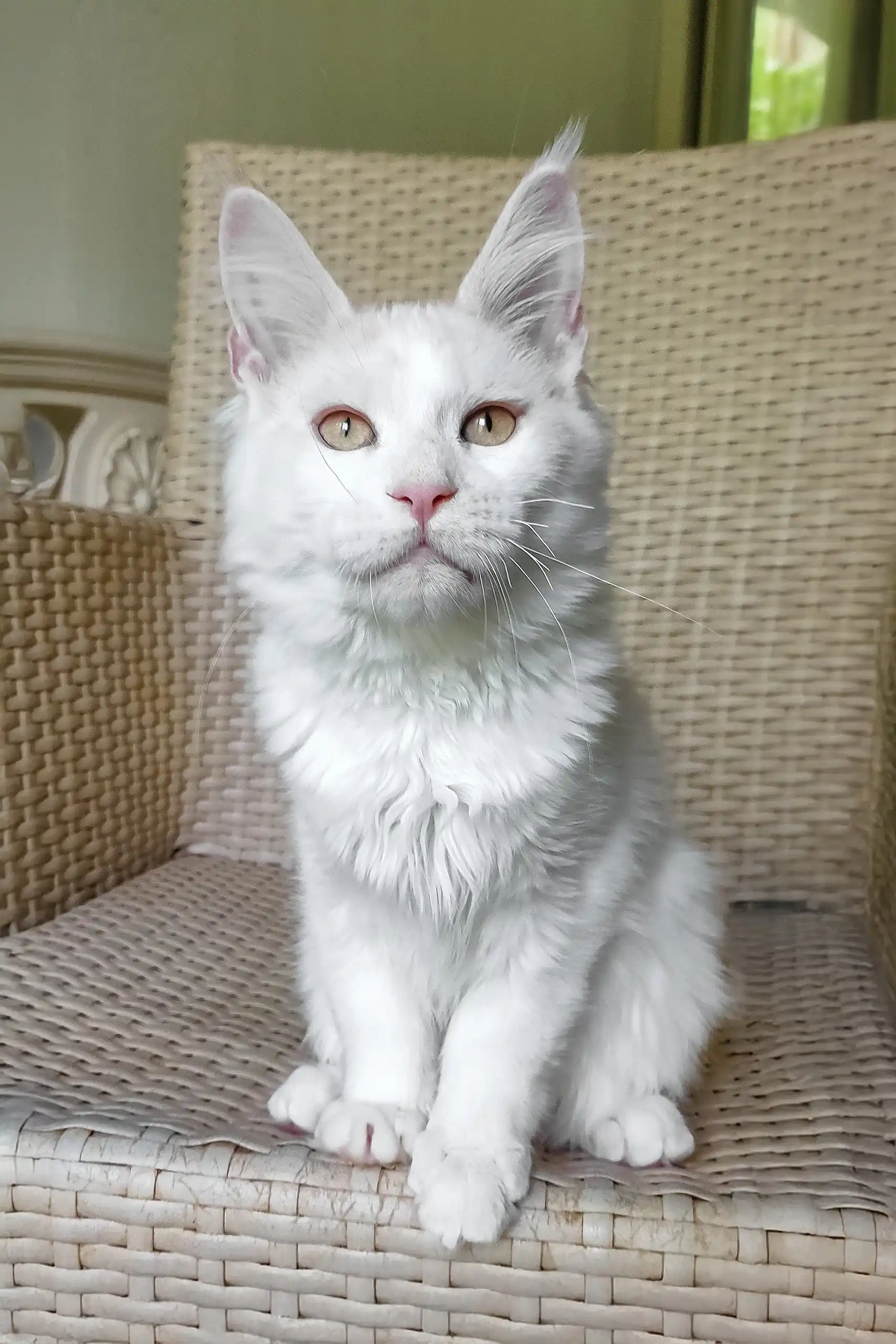 Fox | Maine Coon Kitten - Image 4