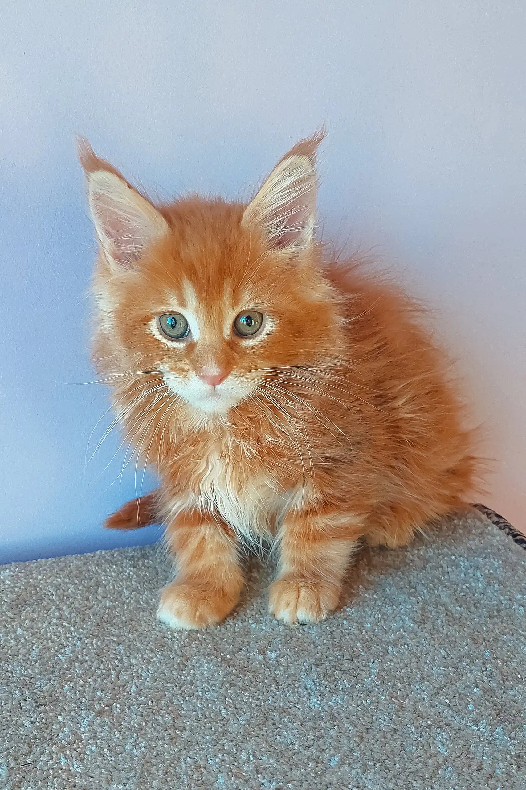 Franklin | Maine Coon Kitten - Image 5