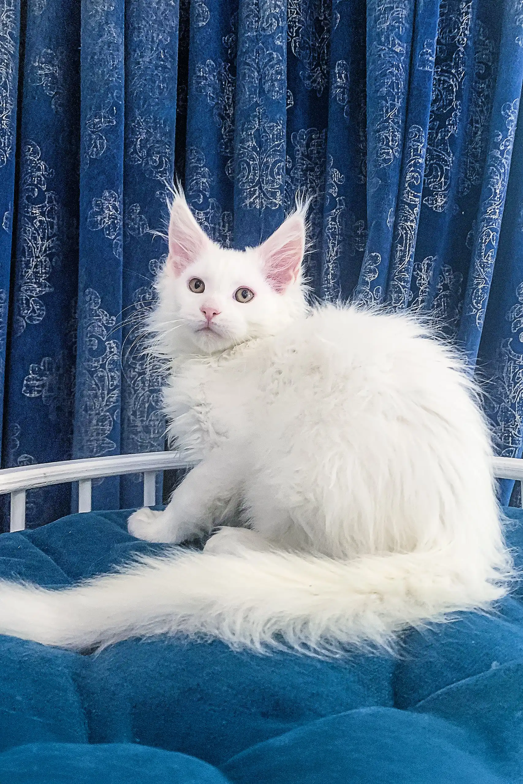 Frem | Maine Coon Kitten - Image 6