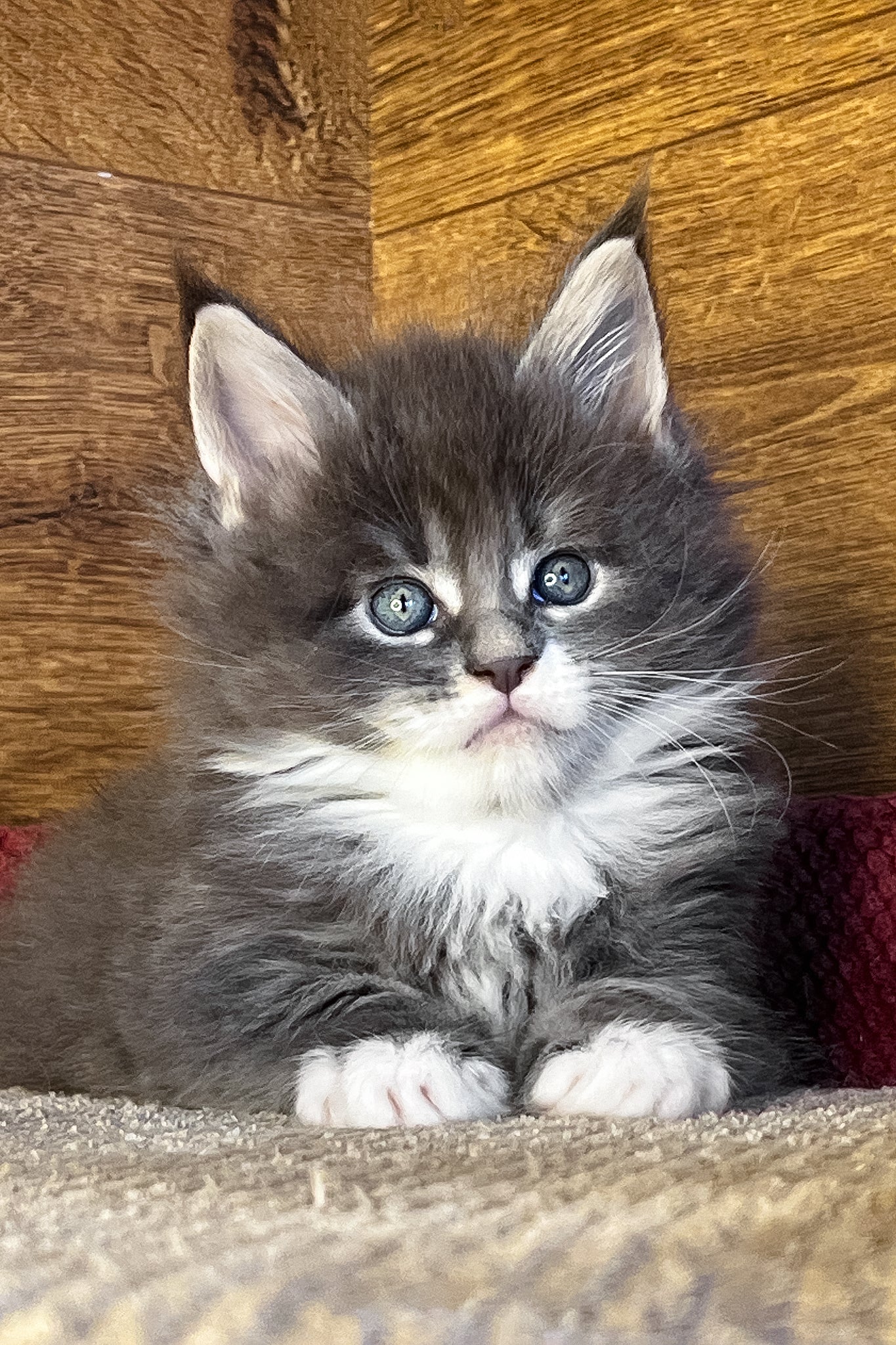Funtik | Maine Coon Kitten - Image 6