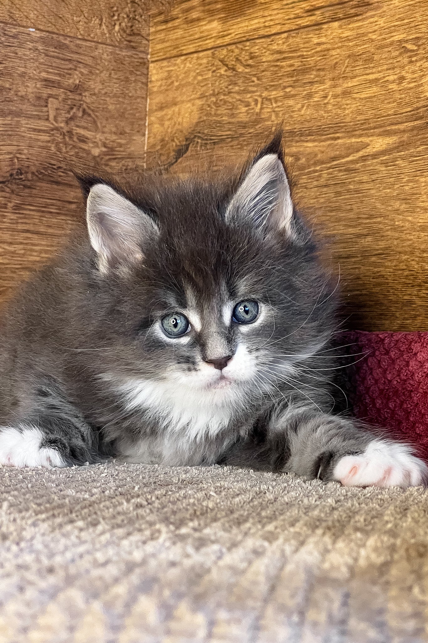 Funtik | Maine Coon Kitten - Image 7