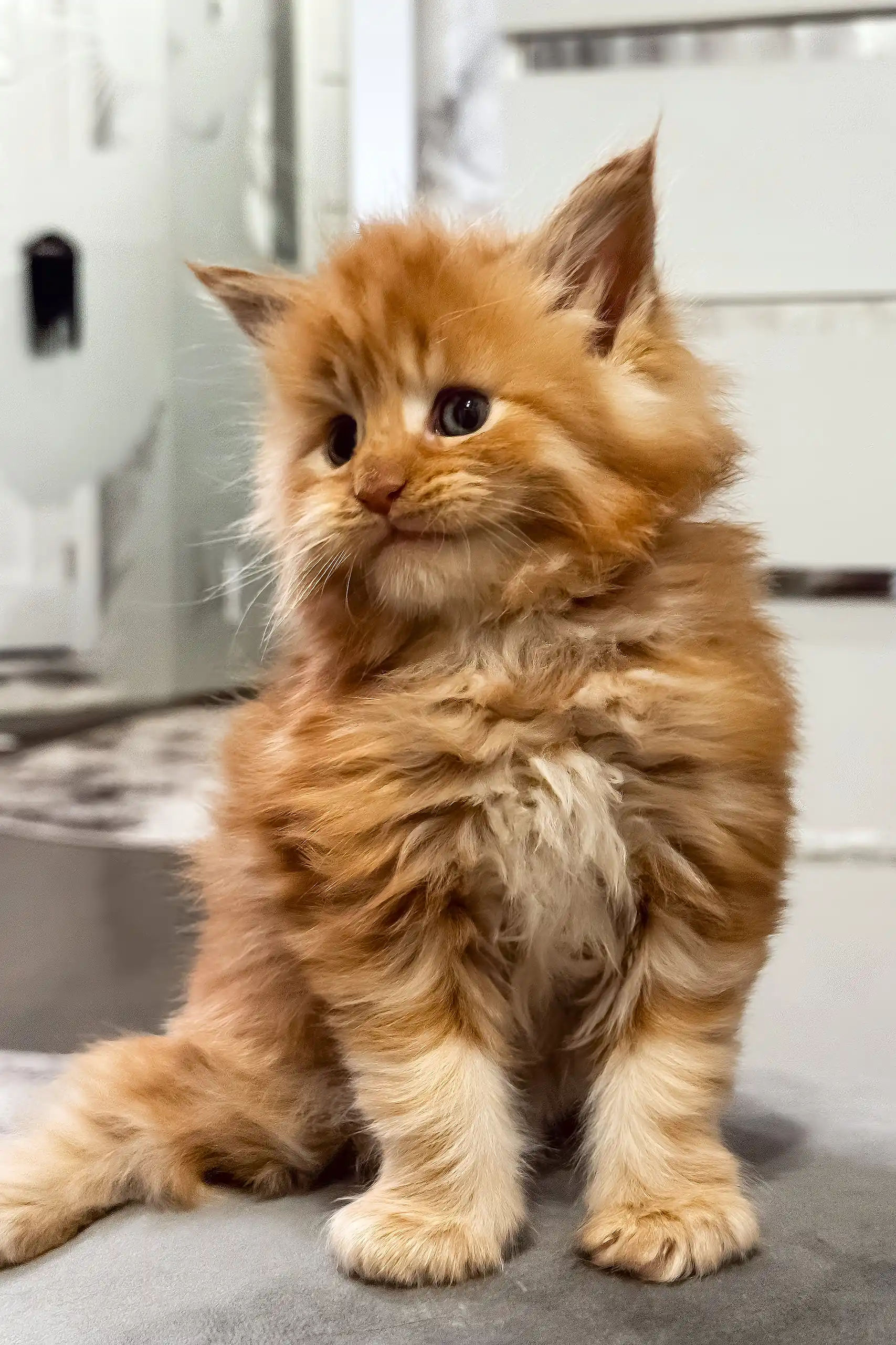 Garfild | Maine Coon Kitten - Image 4