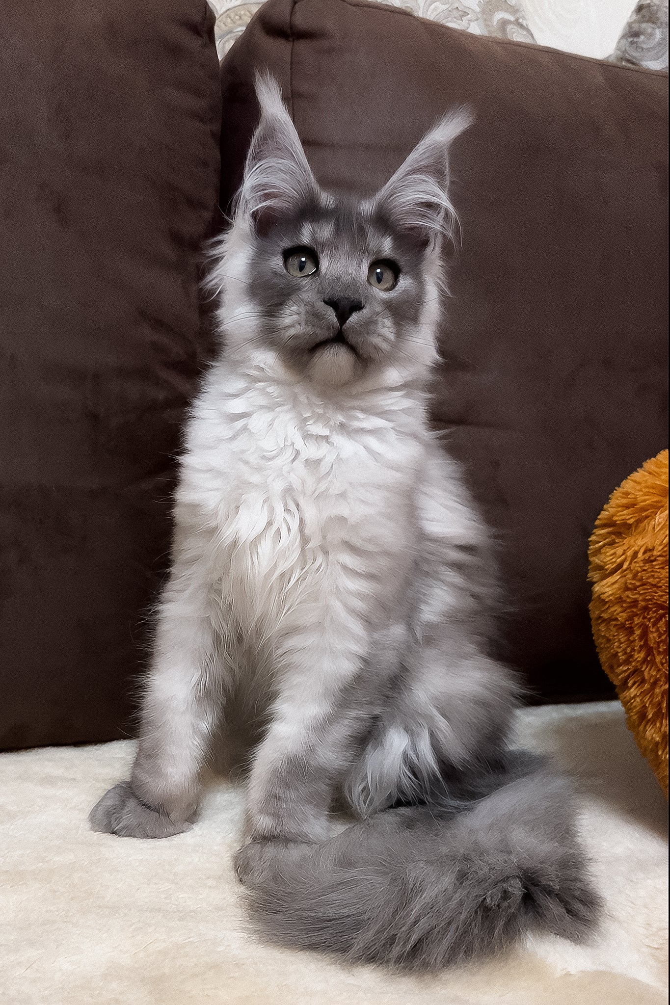Gavry | Maine Coon Kitten - Image 4