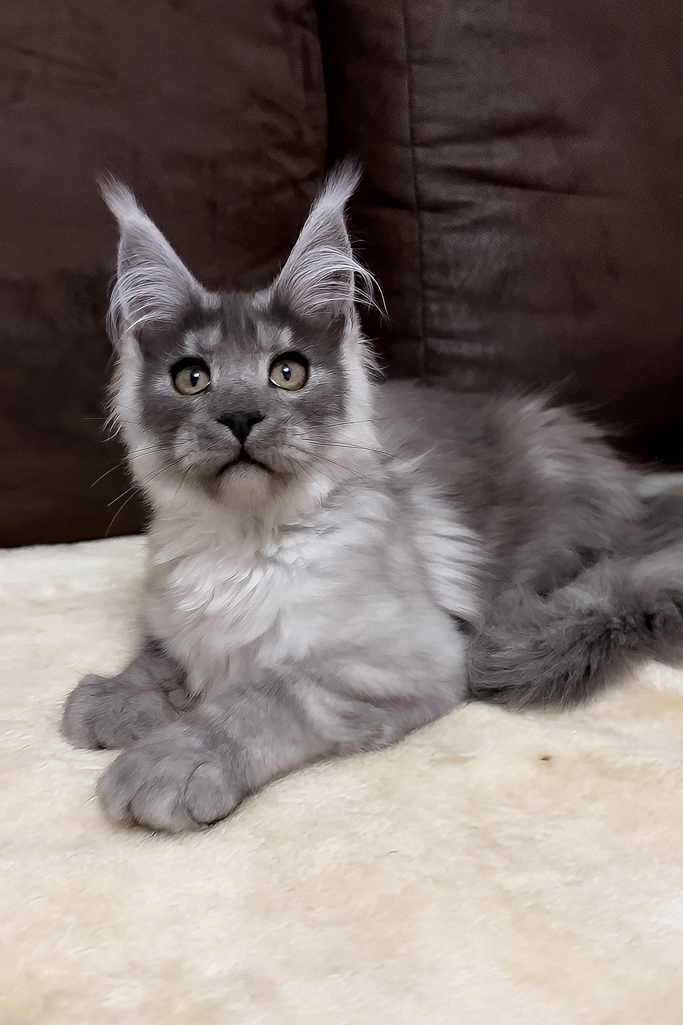 Gavry | Maine Coon Kitten - Image 7
