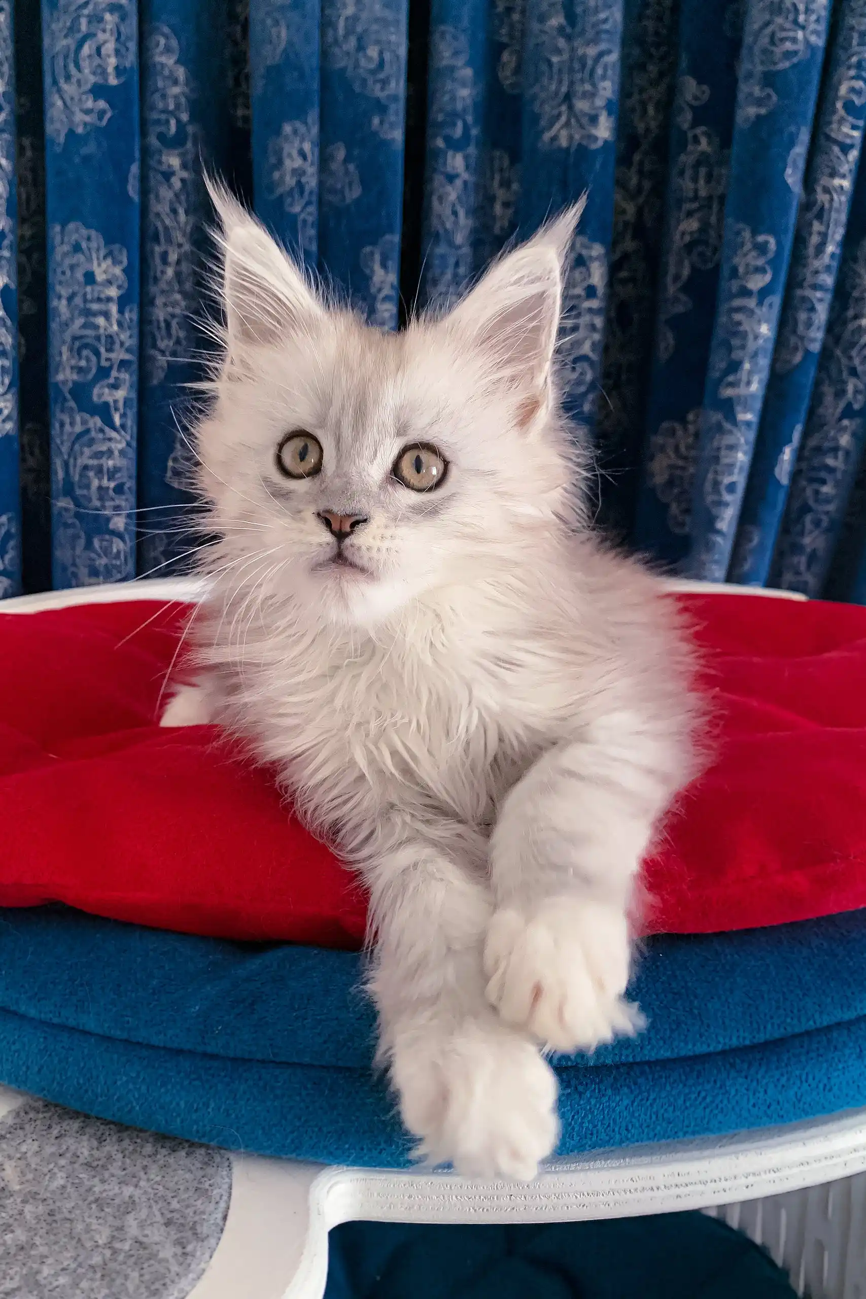 Genny | Maine Coon Kitten - Image 9