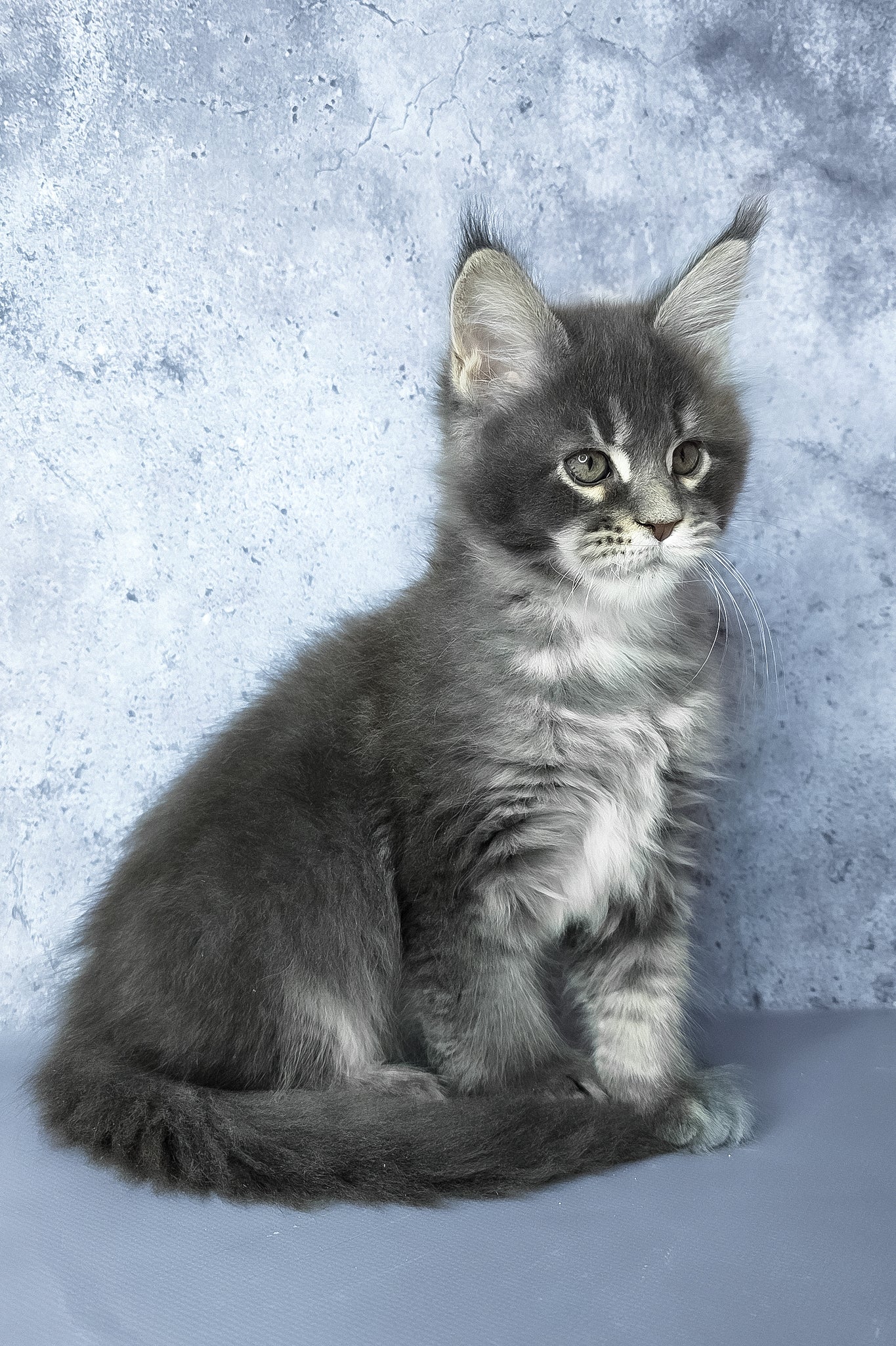 George | Maine Coon Kitten - Image 10