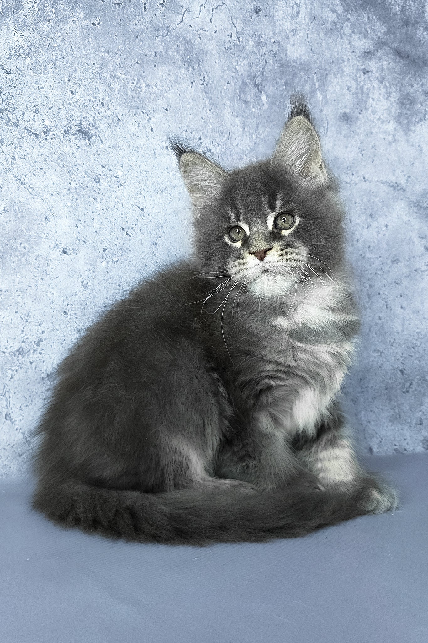 George | Maine Coon Kitten - Image 2