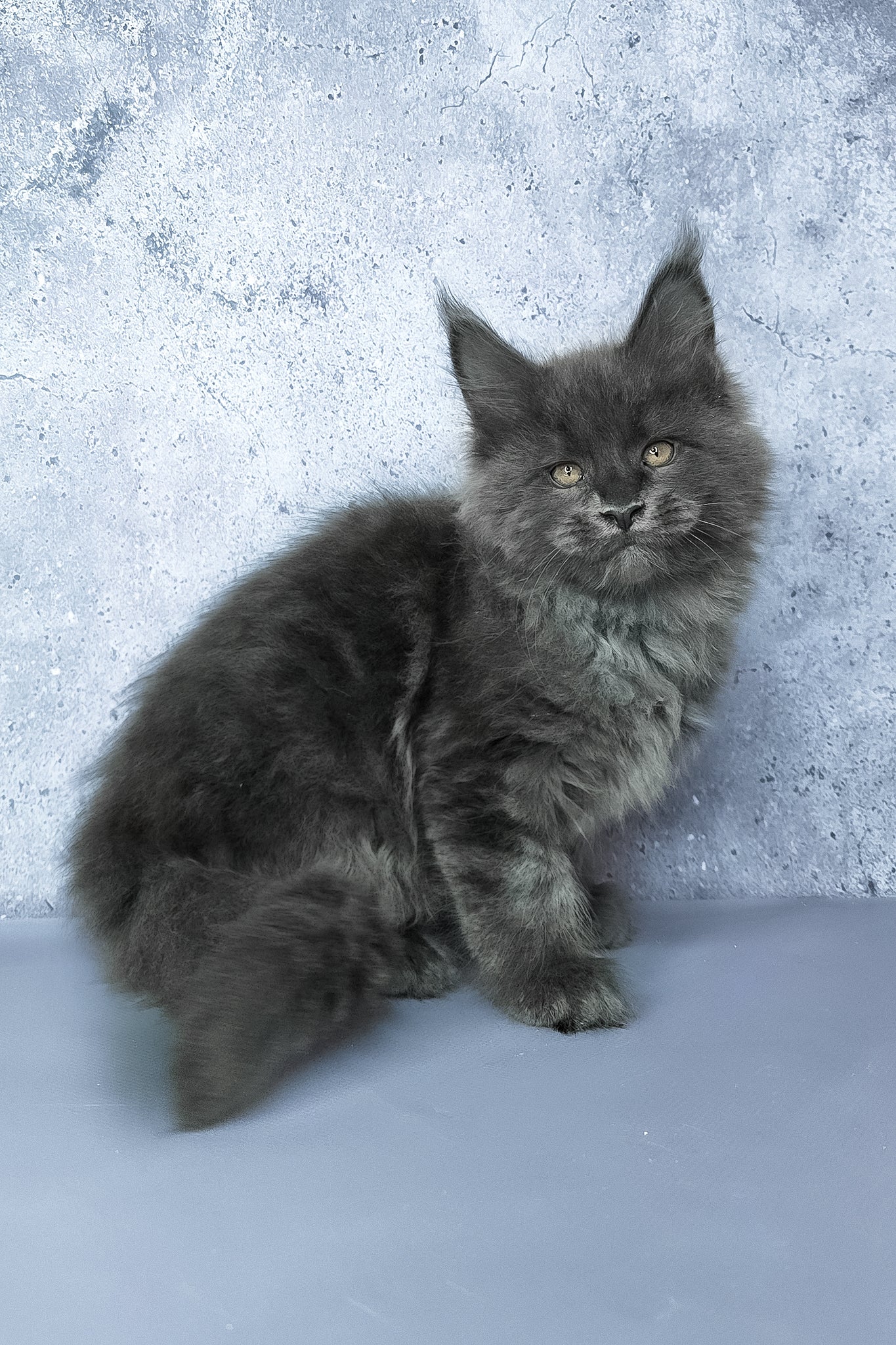 Gideon | Maine Coon Kitten - Image 11