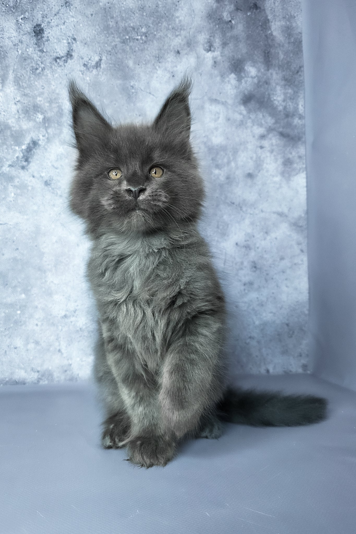 Gideon | Maine Coon Kitten - Image 5