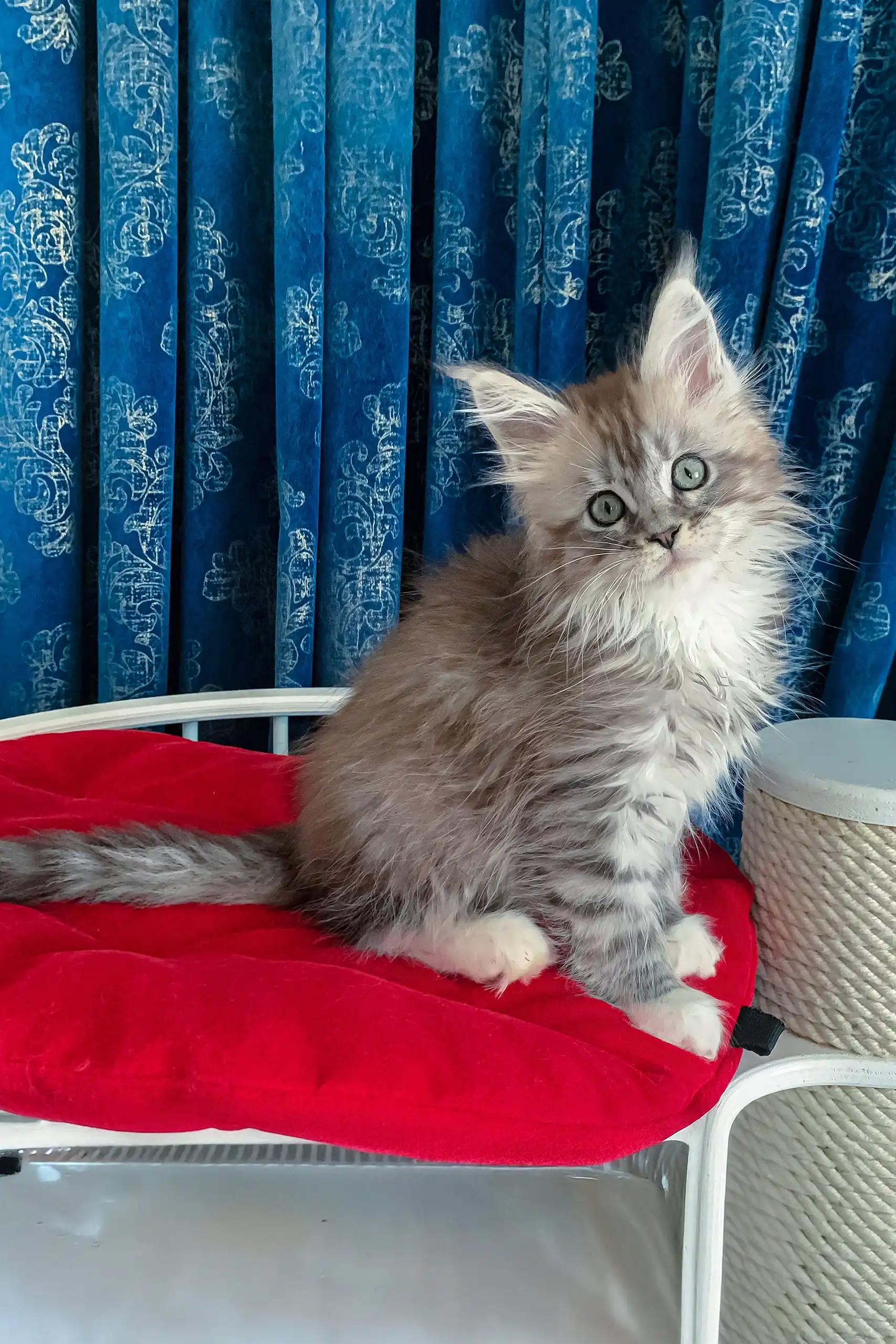 Gilbert | Maine Coon Kitten - Image 8