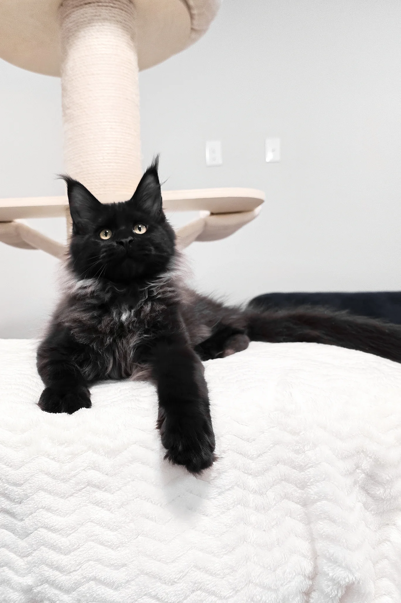 Gomez | Maine Coon Kitten - Image 2