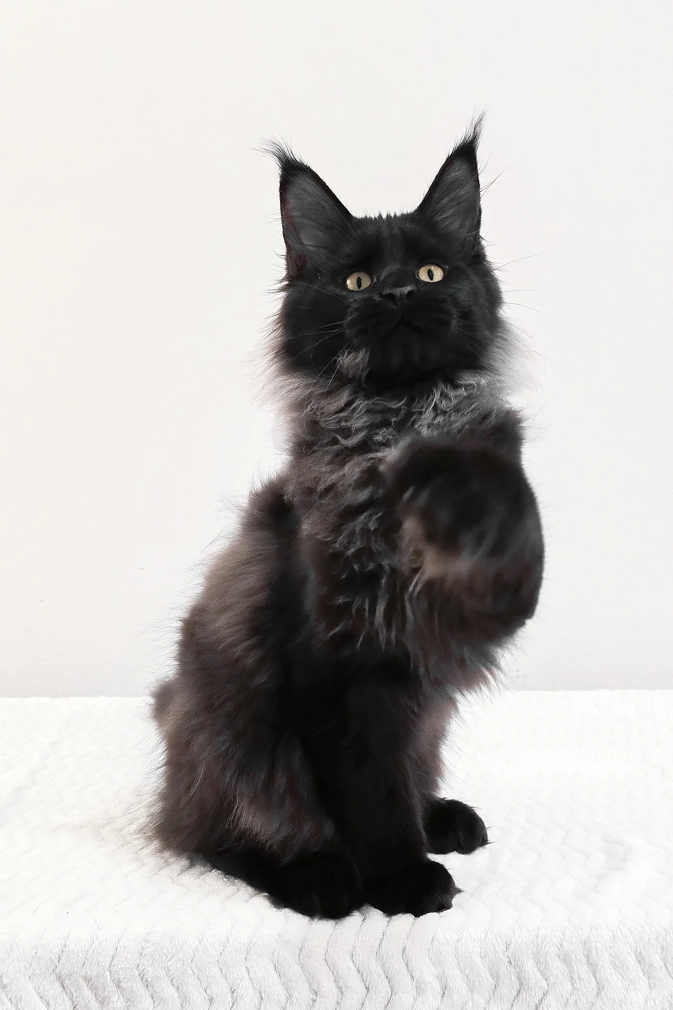 Gomez | Maine Coon Kitten - Image 8