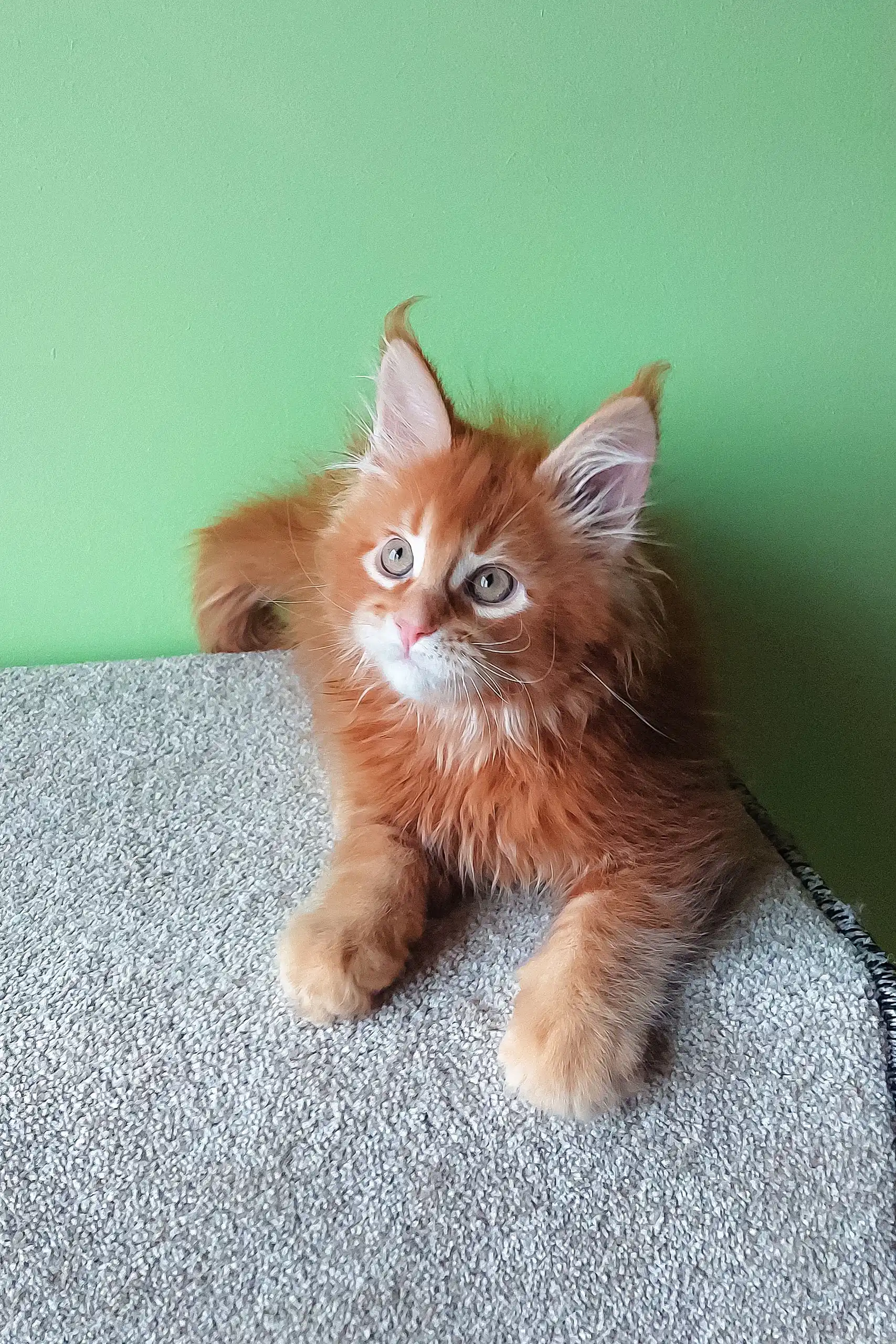 Graffy | Maine Coon Kitten - Image 6