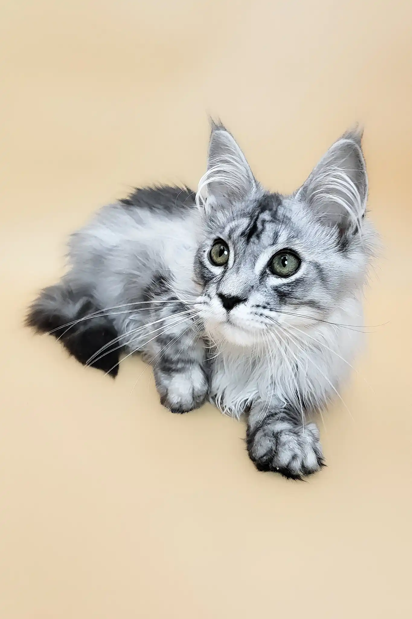 Graff | Maine Coon Kitten - Image 5
