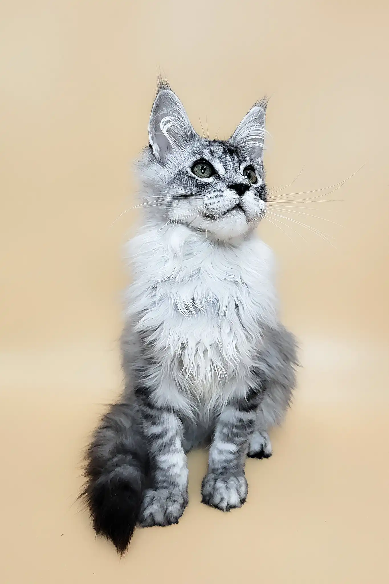 Graff | Maine Coon Kitten - Image 7