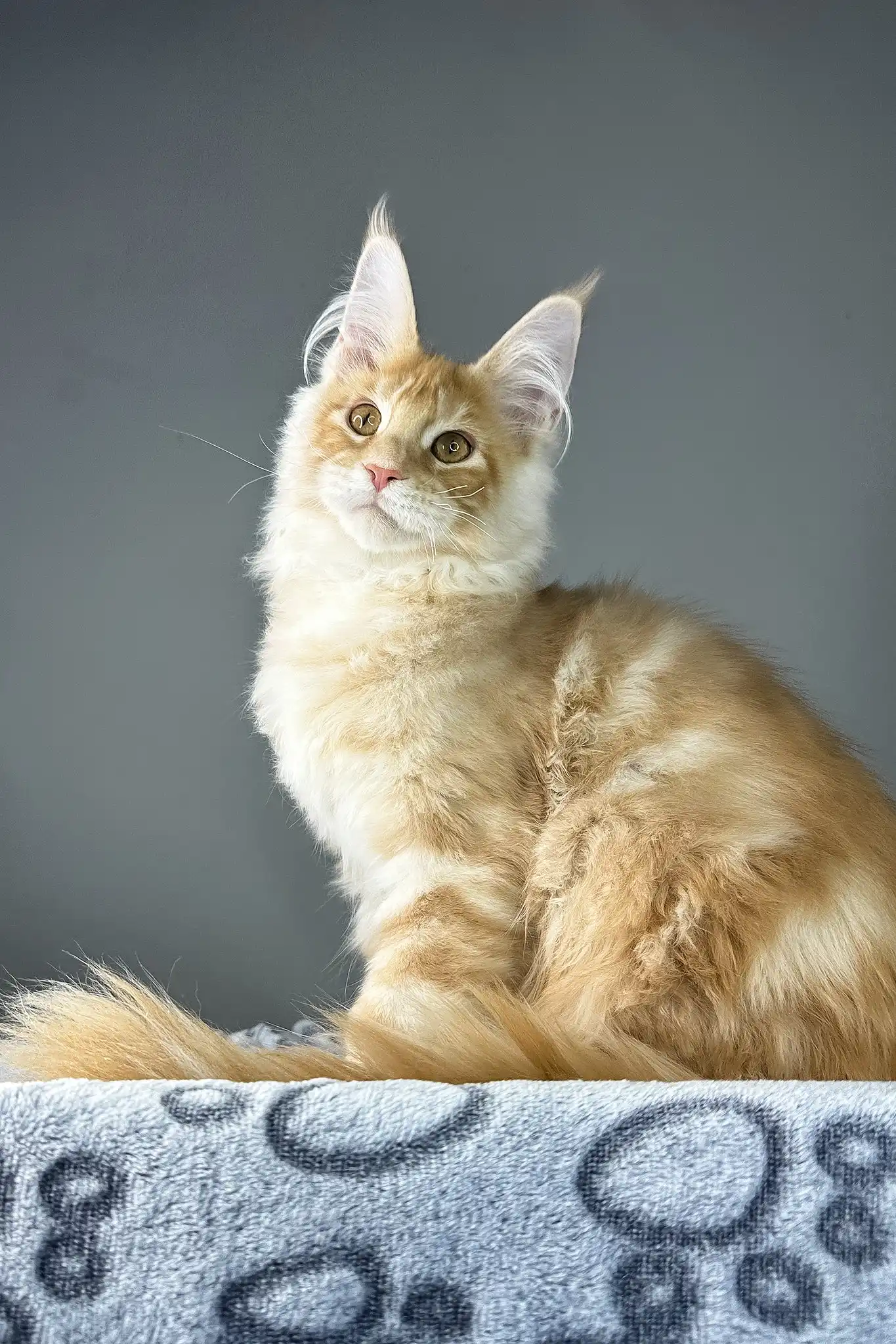 Grant | Maine Coon Kitten - Image 2