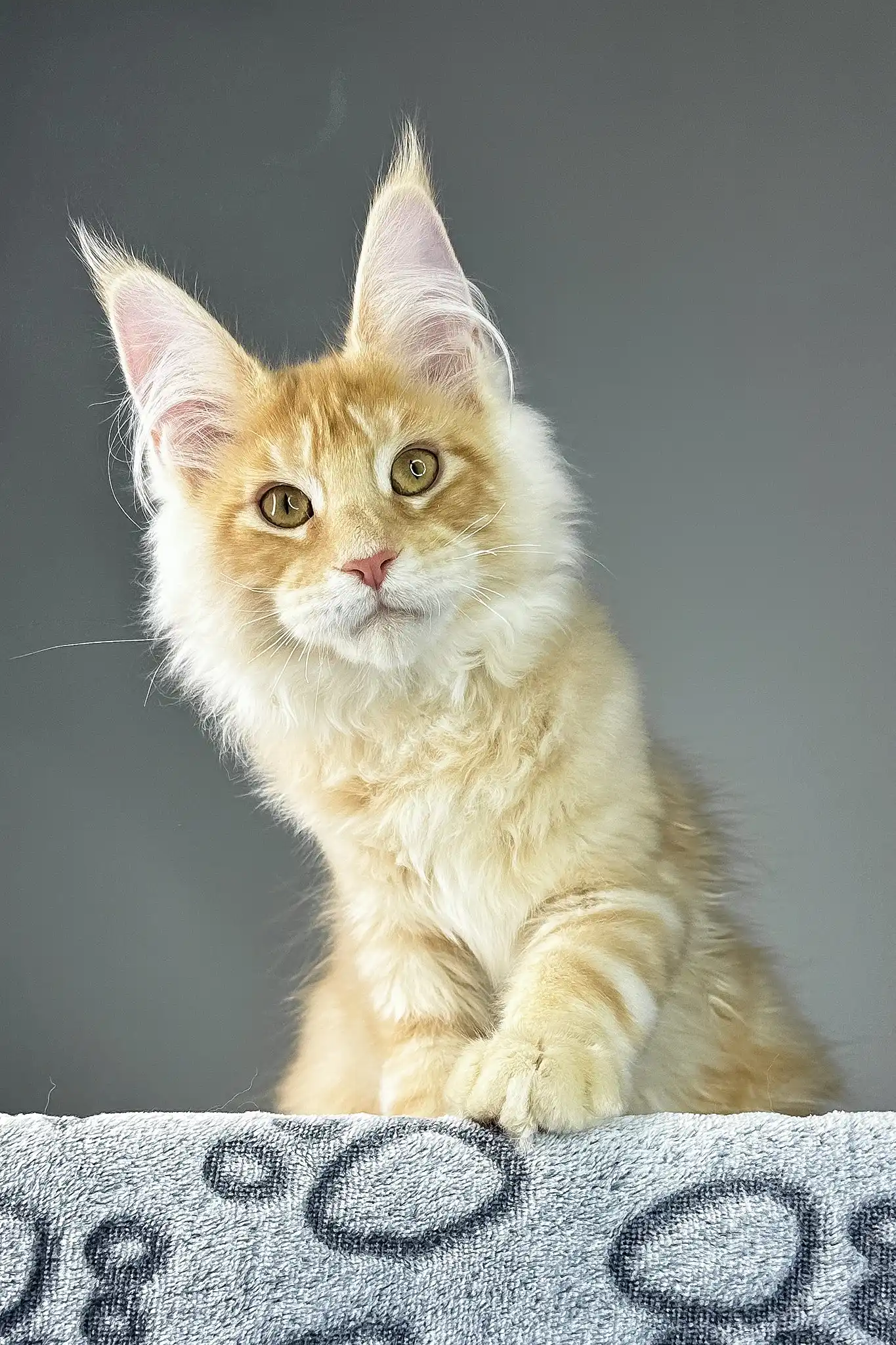 Grant | Maine Coon Kitten - Image 7