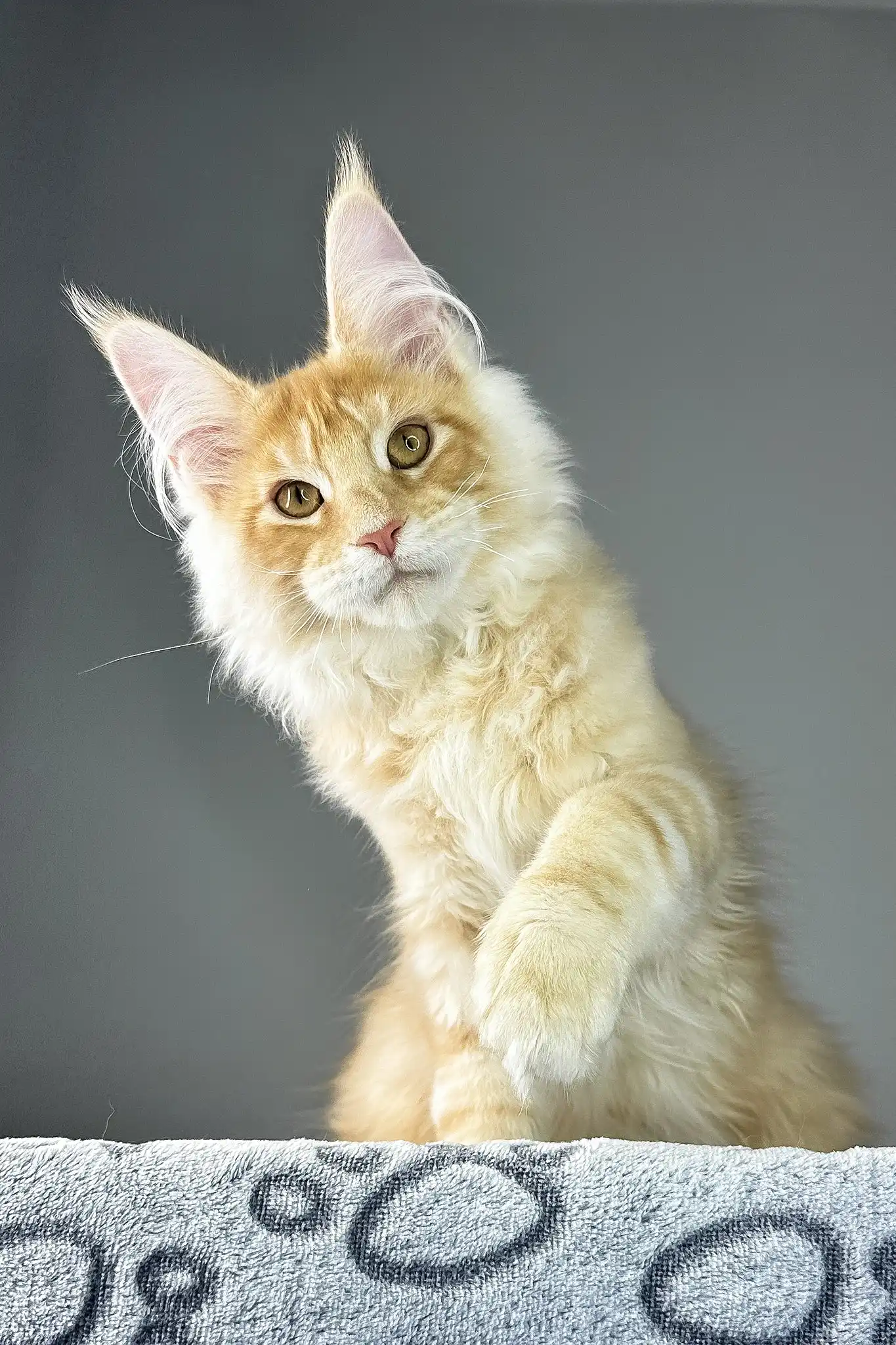 Grant | Maine Coon Kitten - Image 8
