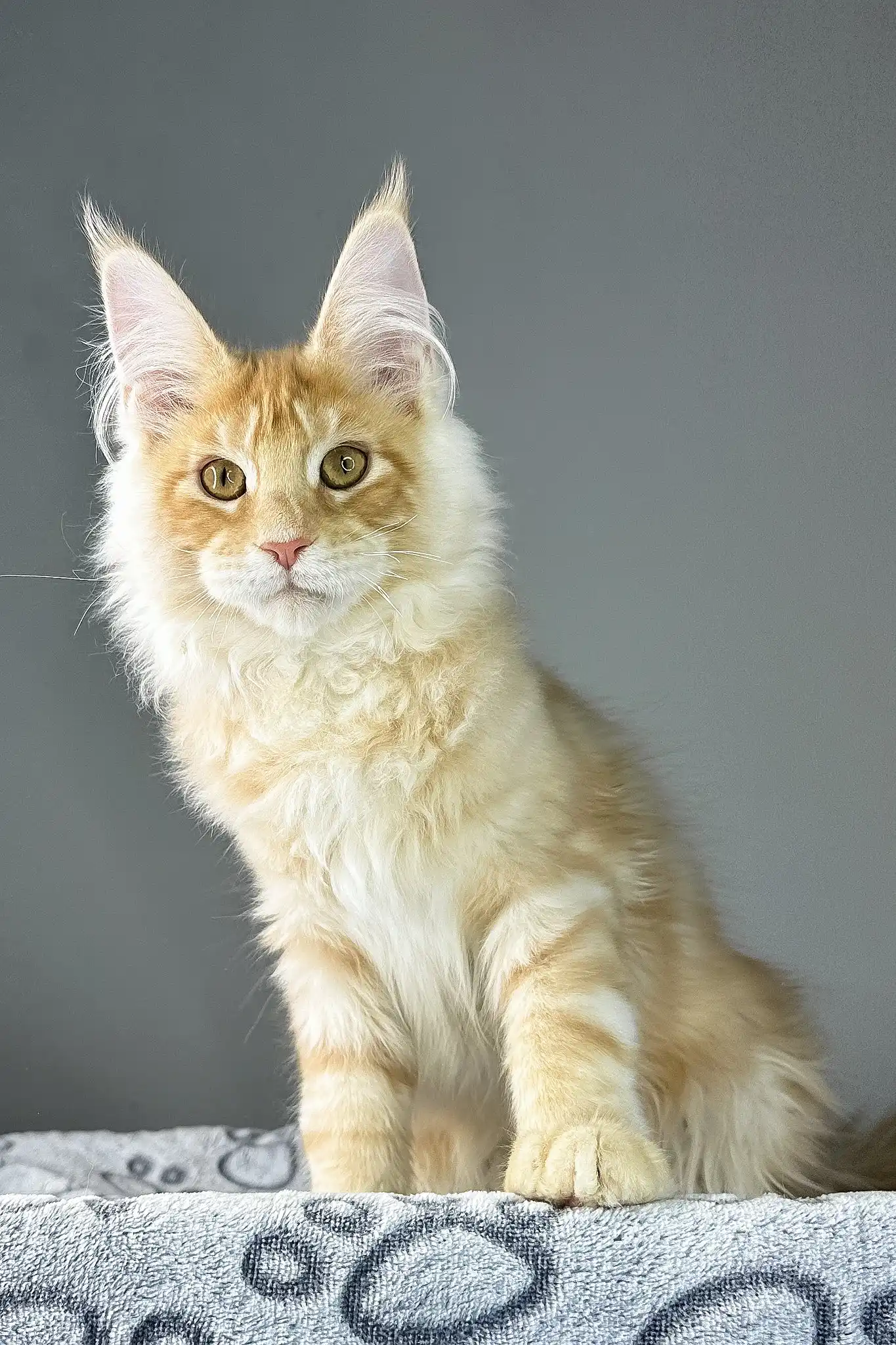 Grant | Maine Coon Kitten - Image 9