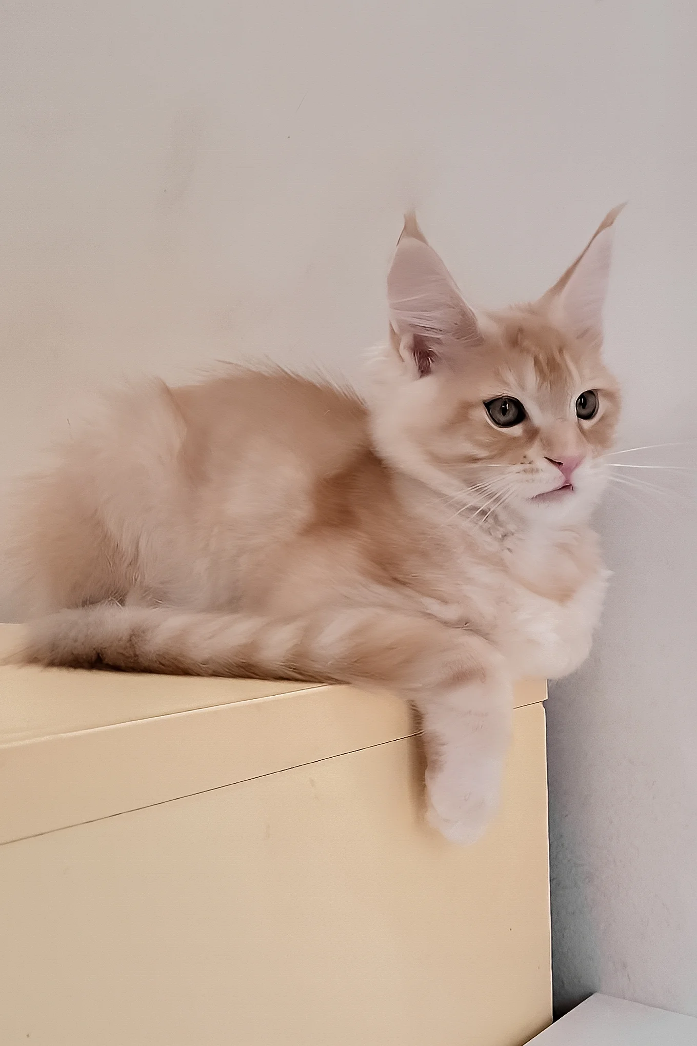 Grase-Frant | Maine Coon Kitten - Image 3