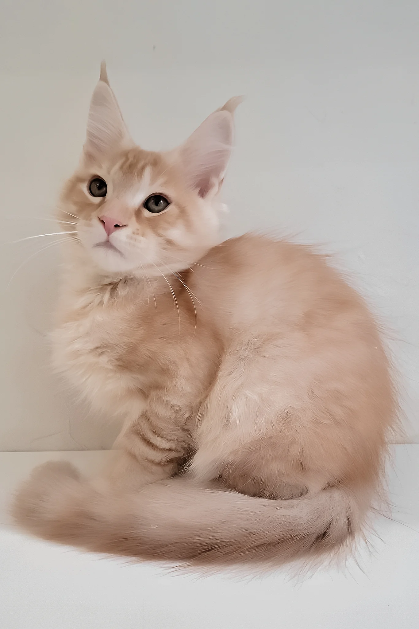 Grase-Frant | Maine Coon Kitten - Image 6