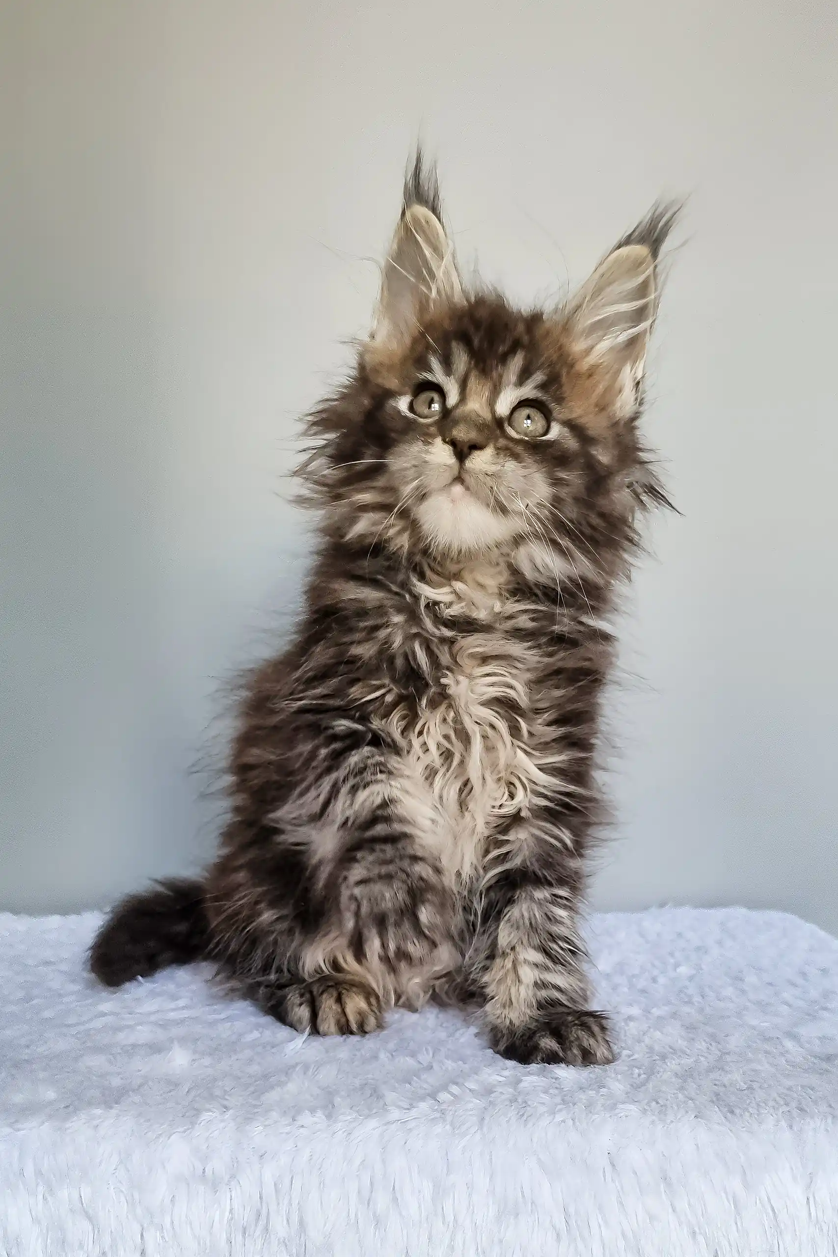 Grom | Maine Coon Kitten - Image 6