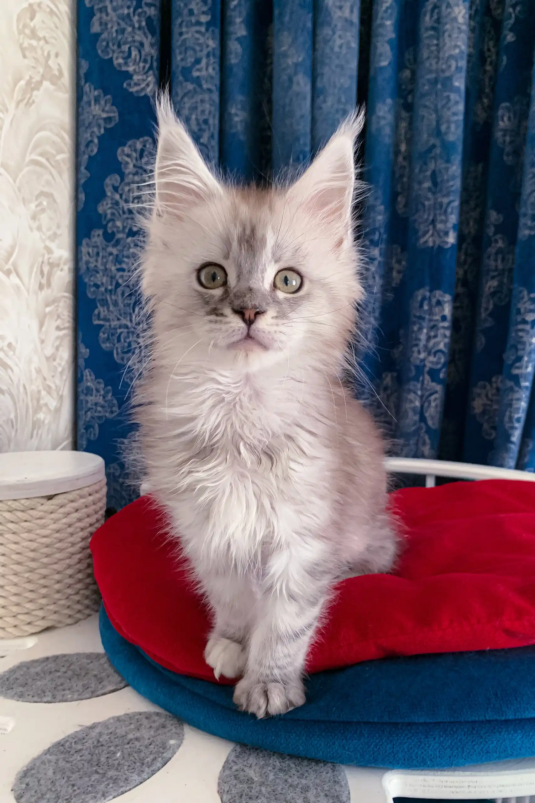 Gustavo | Maine Coon Kitten - Image 5