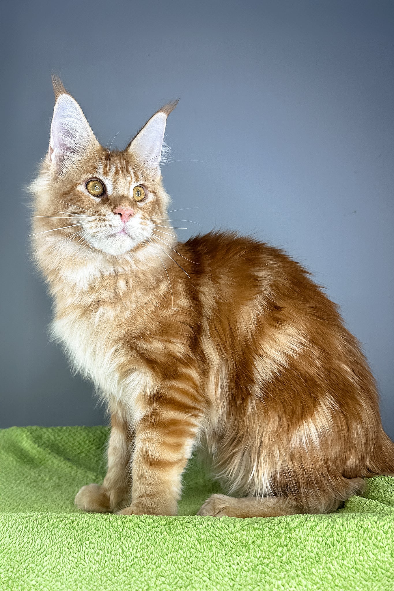 Hadi | Maine Coon Kitten - Image 4